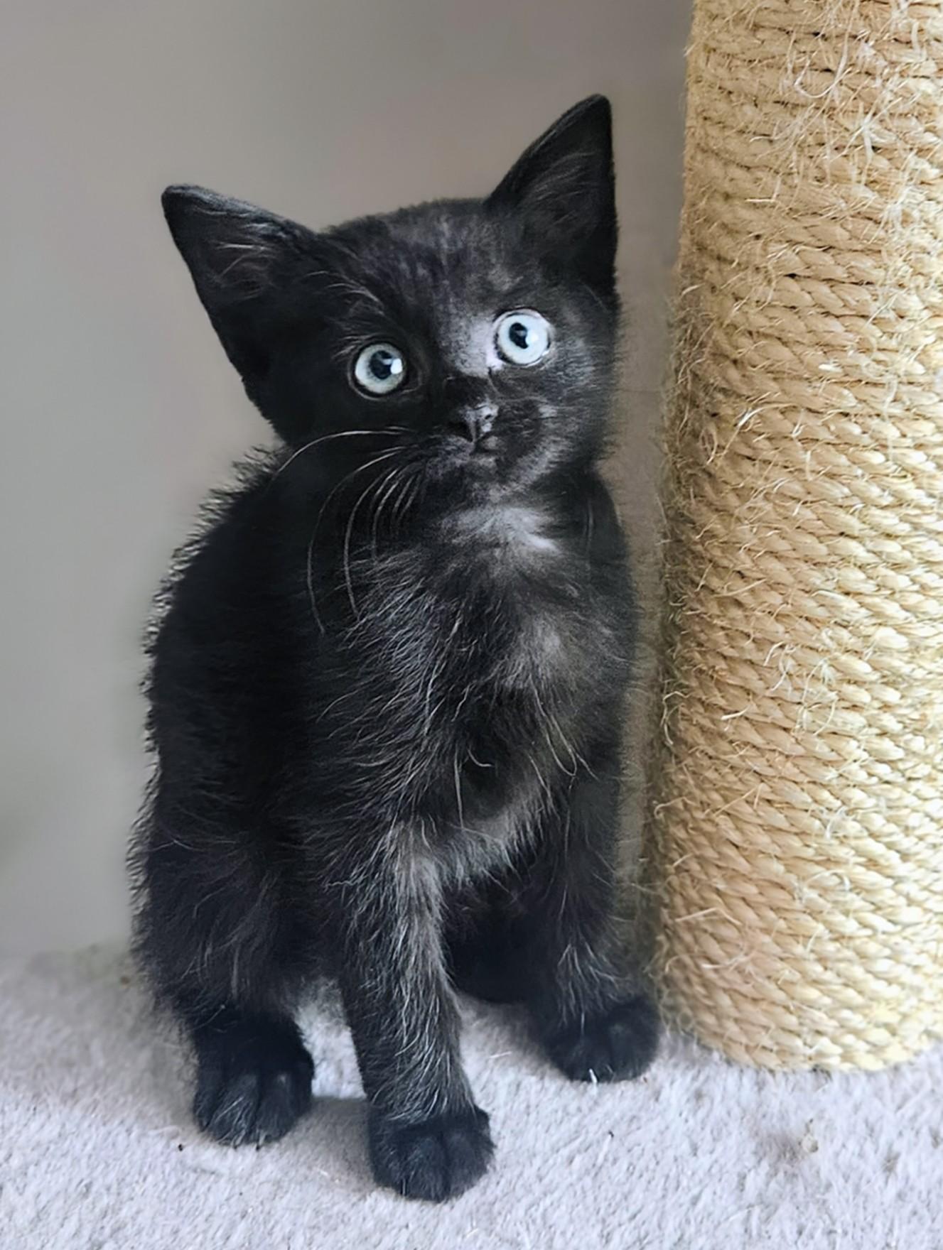 Chester - Rancho Cucamonga PetSmart, an adopted Domestic Short Hair in Rancho Cucamonga, CA image 2/6