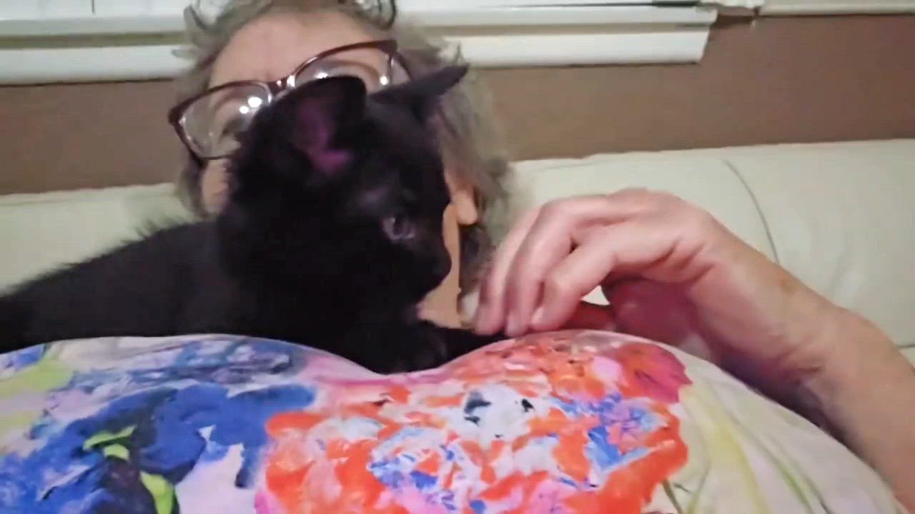 Enlarge Chester - Rancho Cucamonga PetSmart, an adopted Domestic Short Hair in Rancho Cucamonga, CA video 6/6