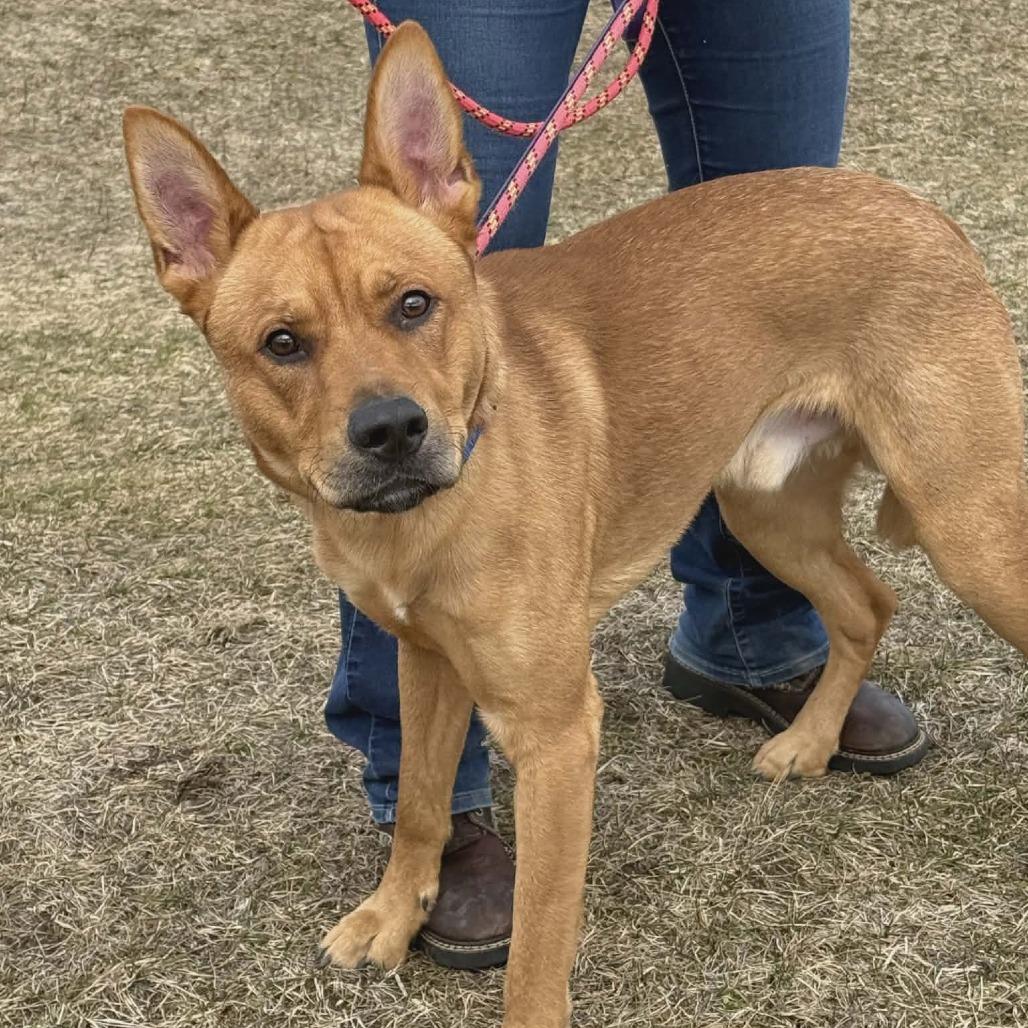 Enlarge Rocky, a Adoptable Mixed Breed in Ballston Spa, NY image 1/3