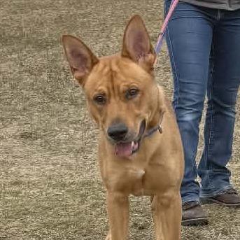 Enlarge Rocky, a Adoptable Mixed Breed in Ballston Spa, NY image 2/3