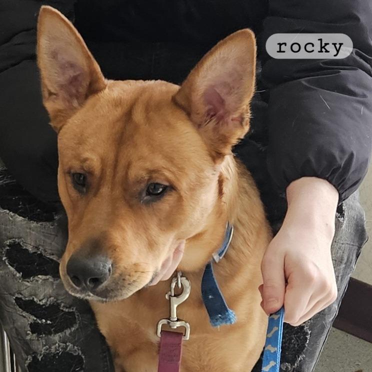 Enlarge Rocky, a Adoptable Mixed Breed in Ballston Spa, NY image 3/3