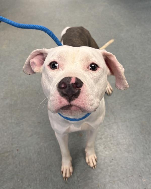 A Boy Named Sue, Adoptable, Young Male Pit Bull Terrier.