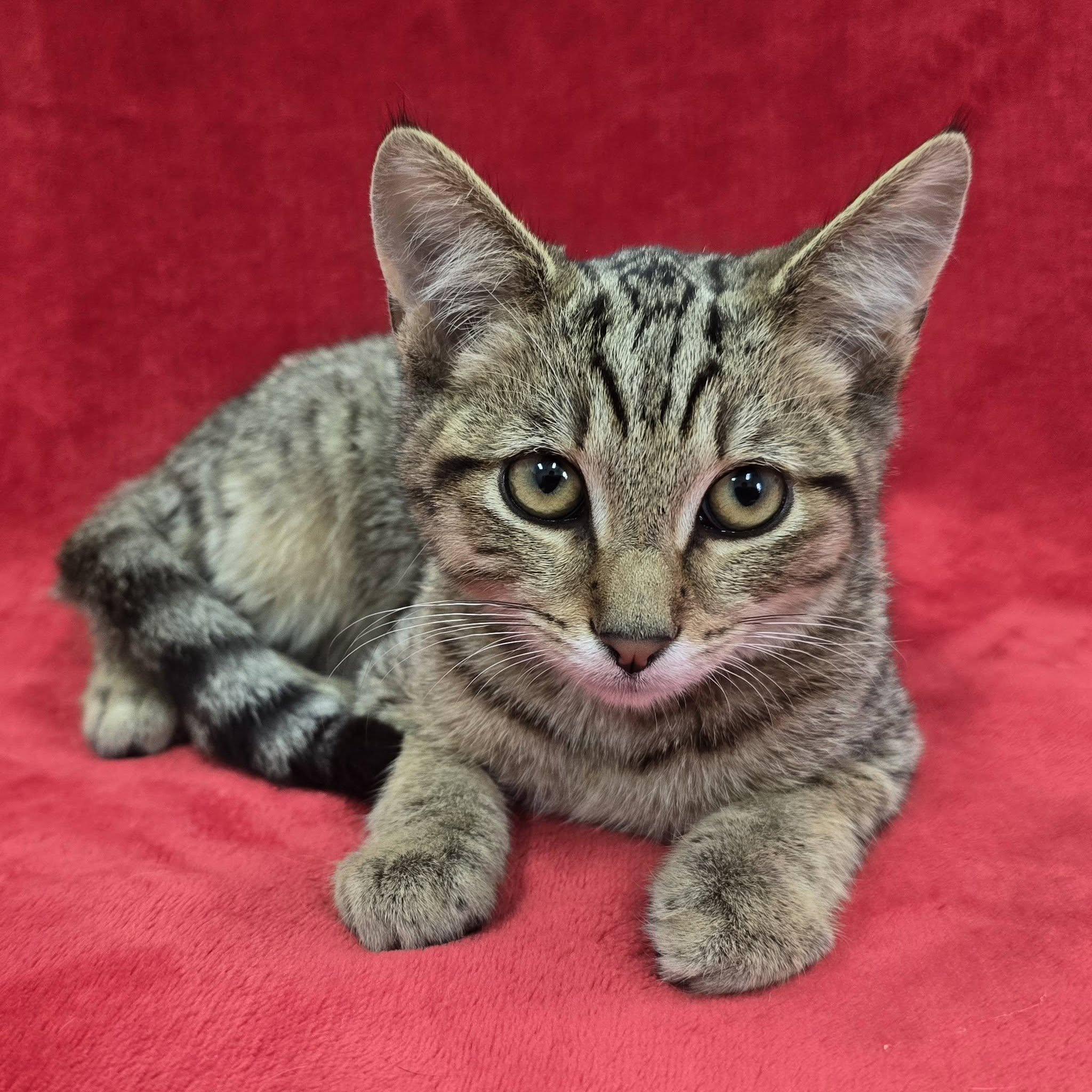 Patrick, Adoptable, Kitten Male Tabby.