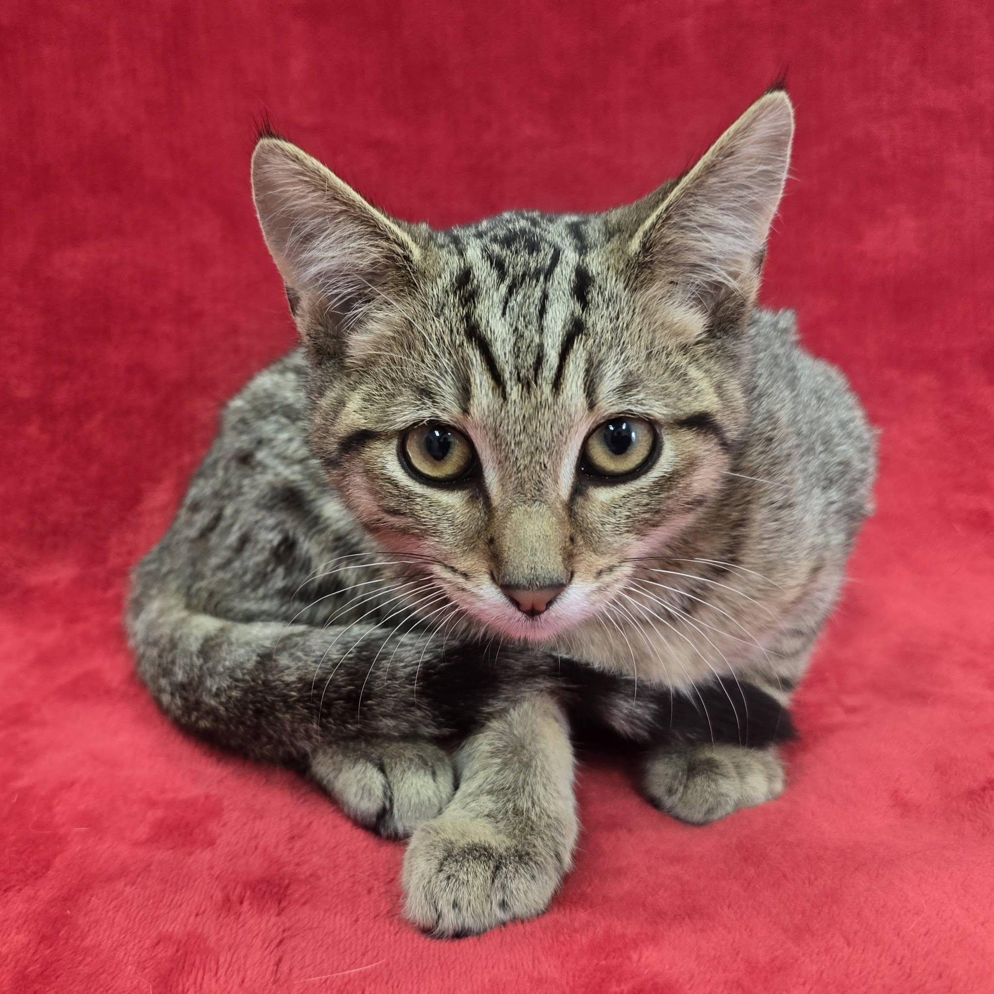 Enlarge Patrick, a Adoptable Tabby in Frankfort, IN image 2/3