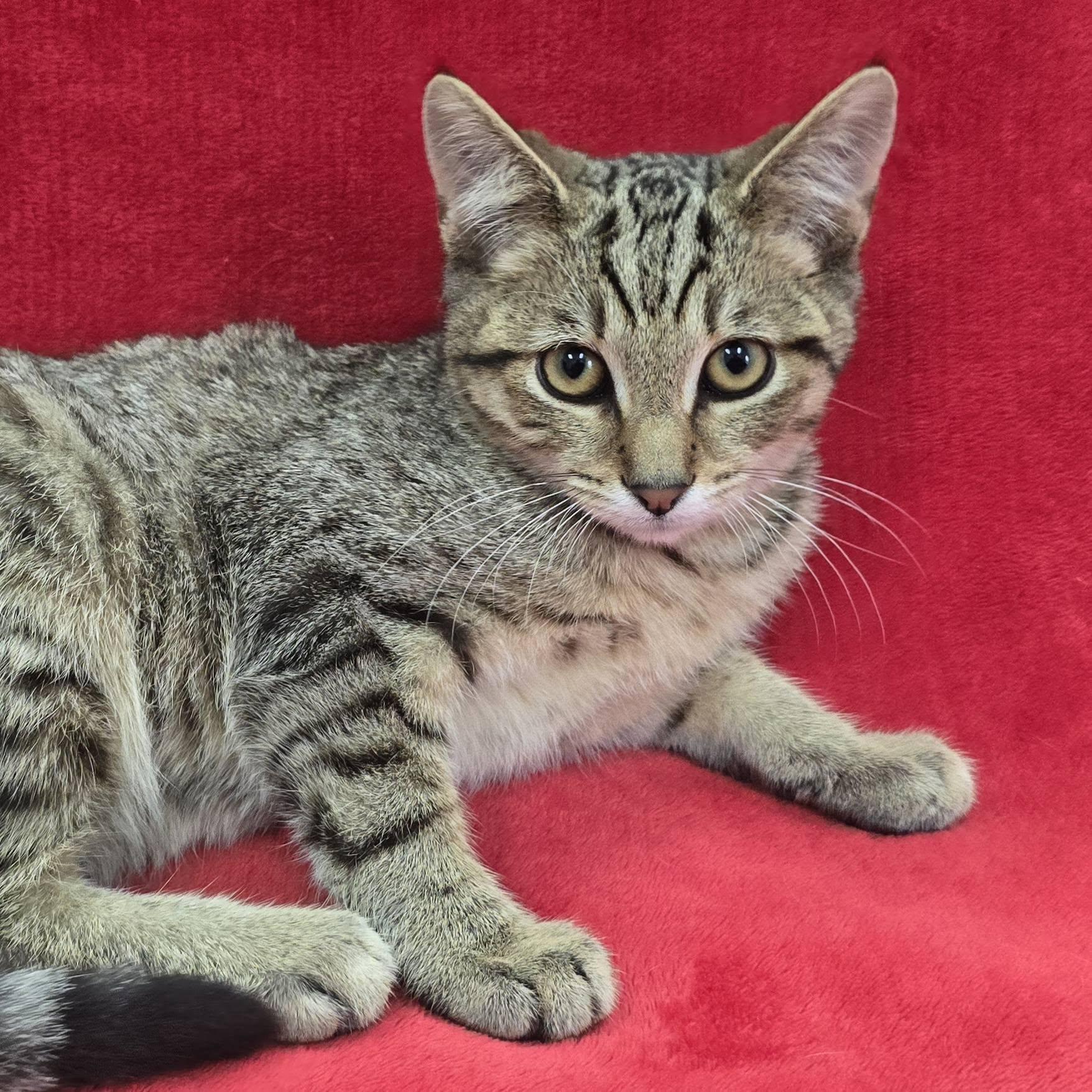 Enlarge Patrick, a Adoptable Tabby in Frankfort, IN image 3/3
