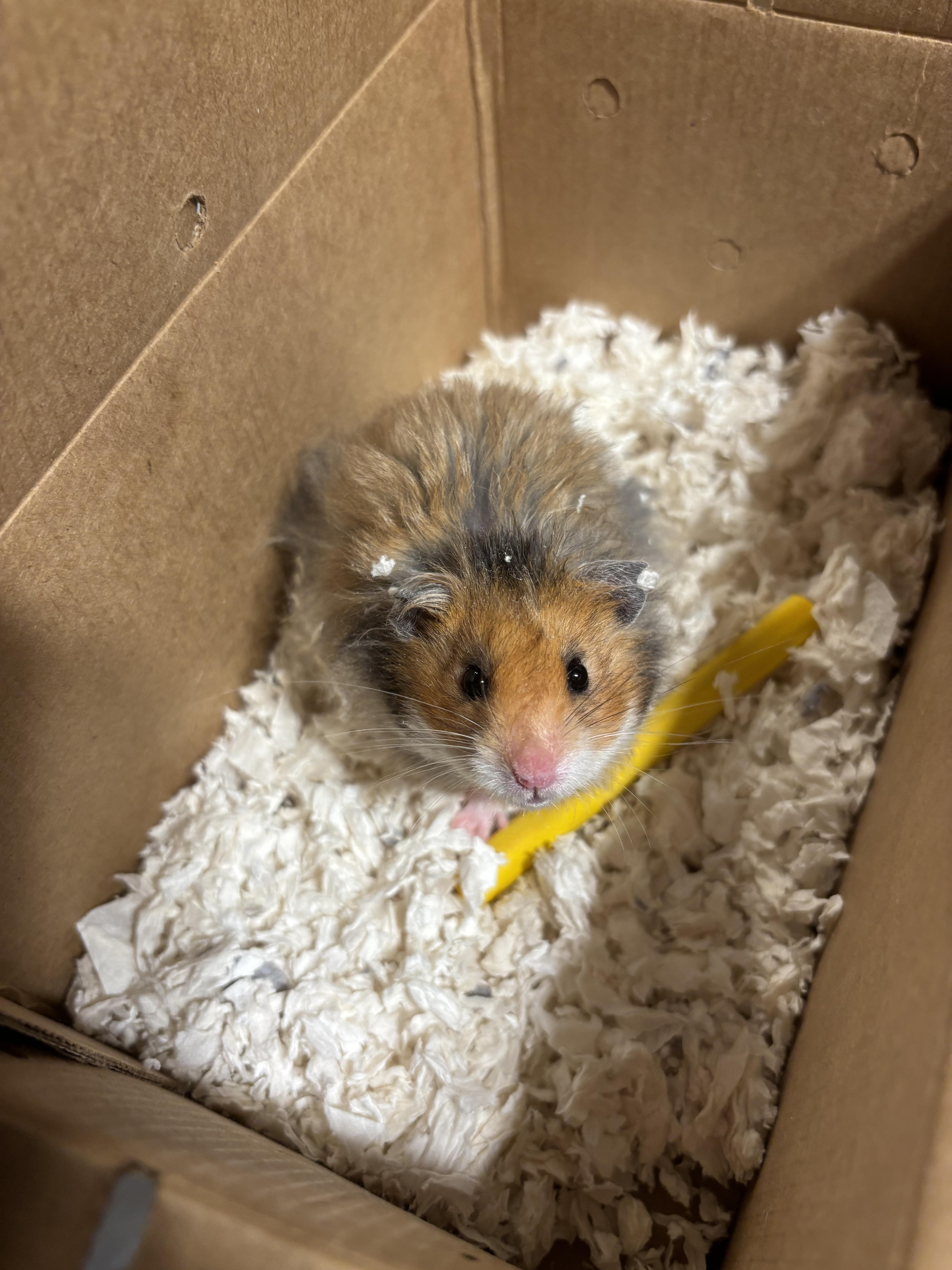 Rudy, ADOPTABLE, Young Male Hamster.