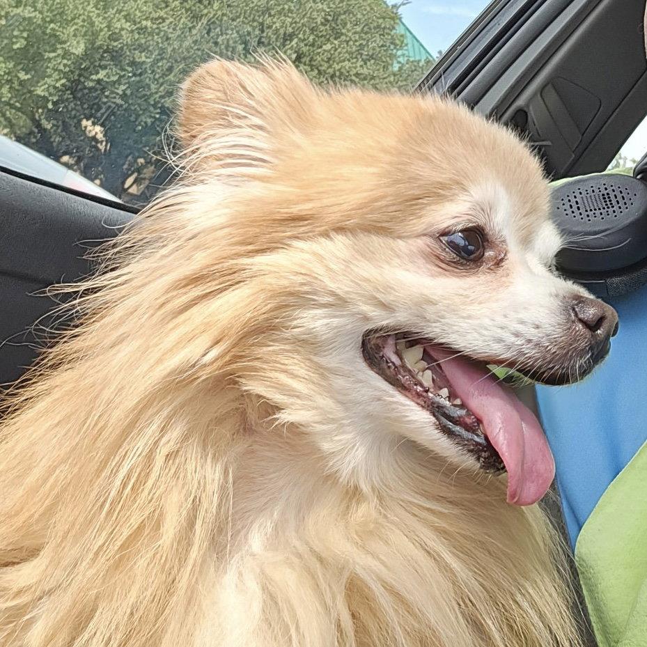 Enlarge Edward, a Adopted Pomeranian in Garland, TX image 2/3