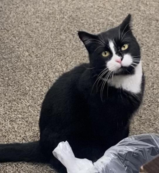 Trixie, ADOPTABLE, Adult Male Domestic Short Hair.