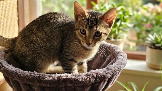 Taffy, Adoptable, Kitten Female Abyssinian.