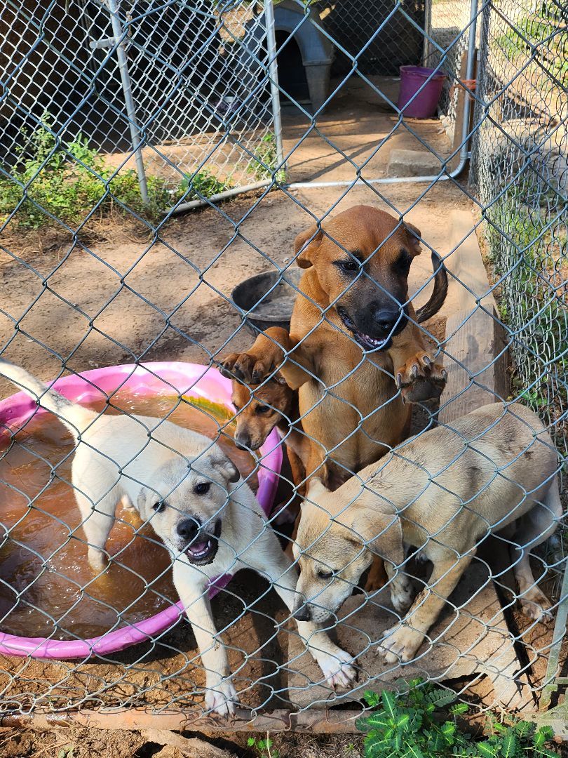 Wolfy, a Adoptable mixed breed in St. George, SC image 2/6