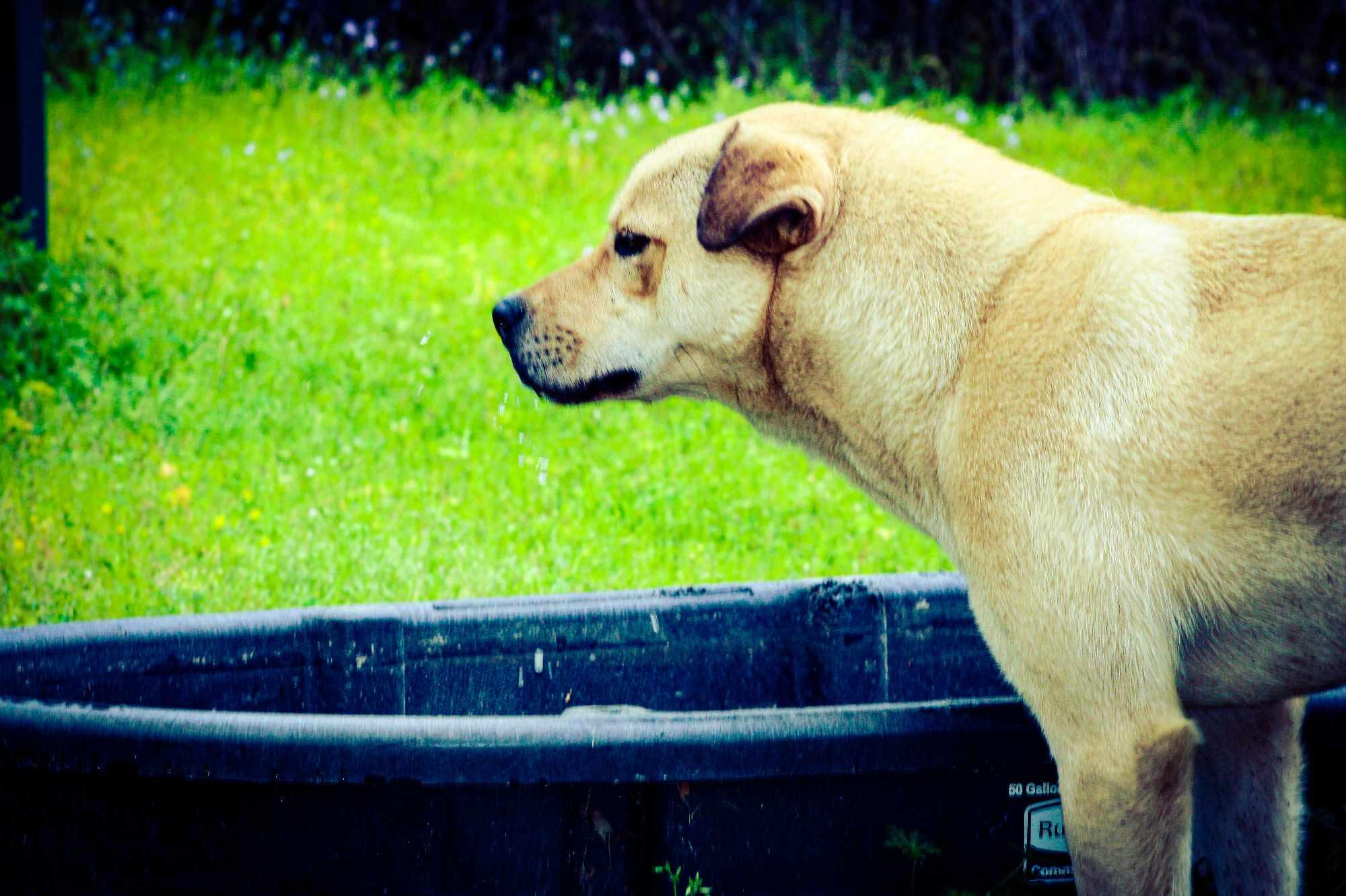 Wolfy, a Adoptable mixed breed in St. George, SC image 5/6