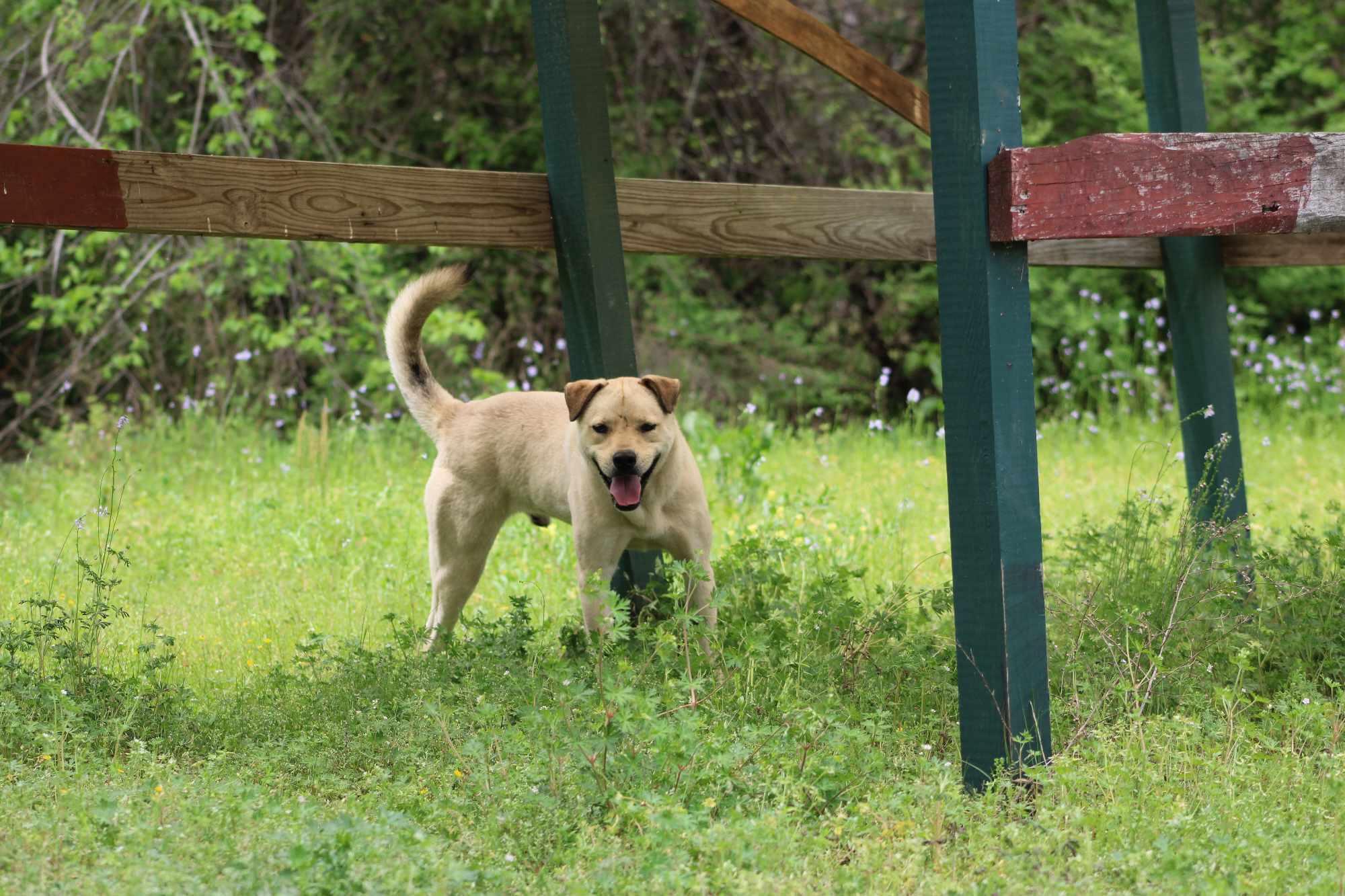 Wolfy, a Adoptable mixed breed in St. George, SC image 6/6