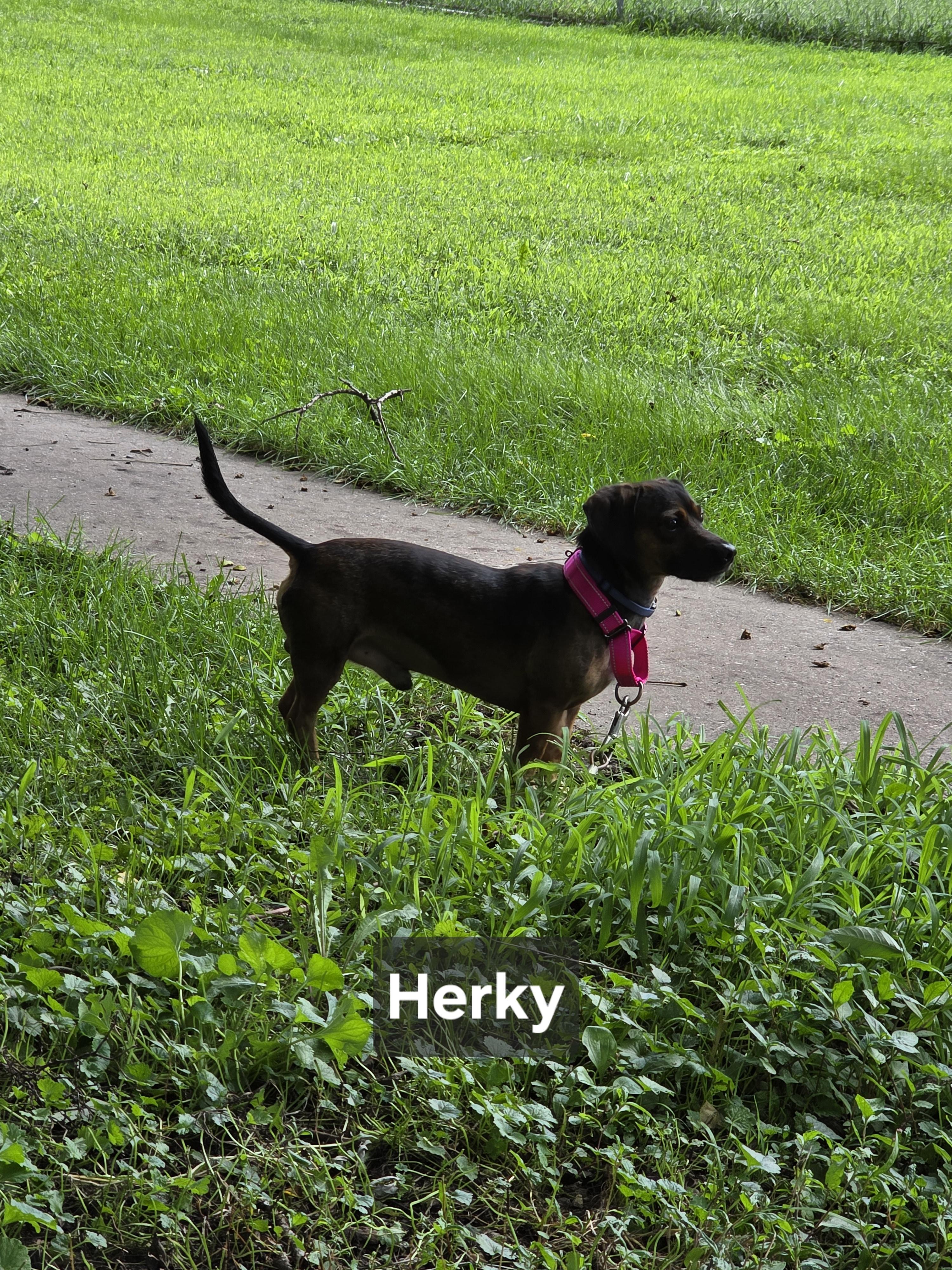 Enlarge Herky, a Adoptable Chiweenie in Wever, IA image 6/6