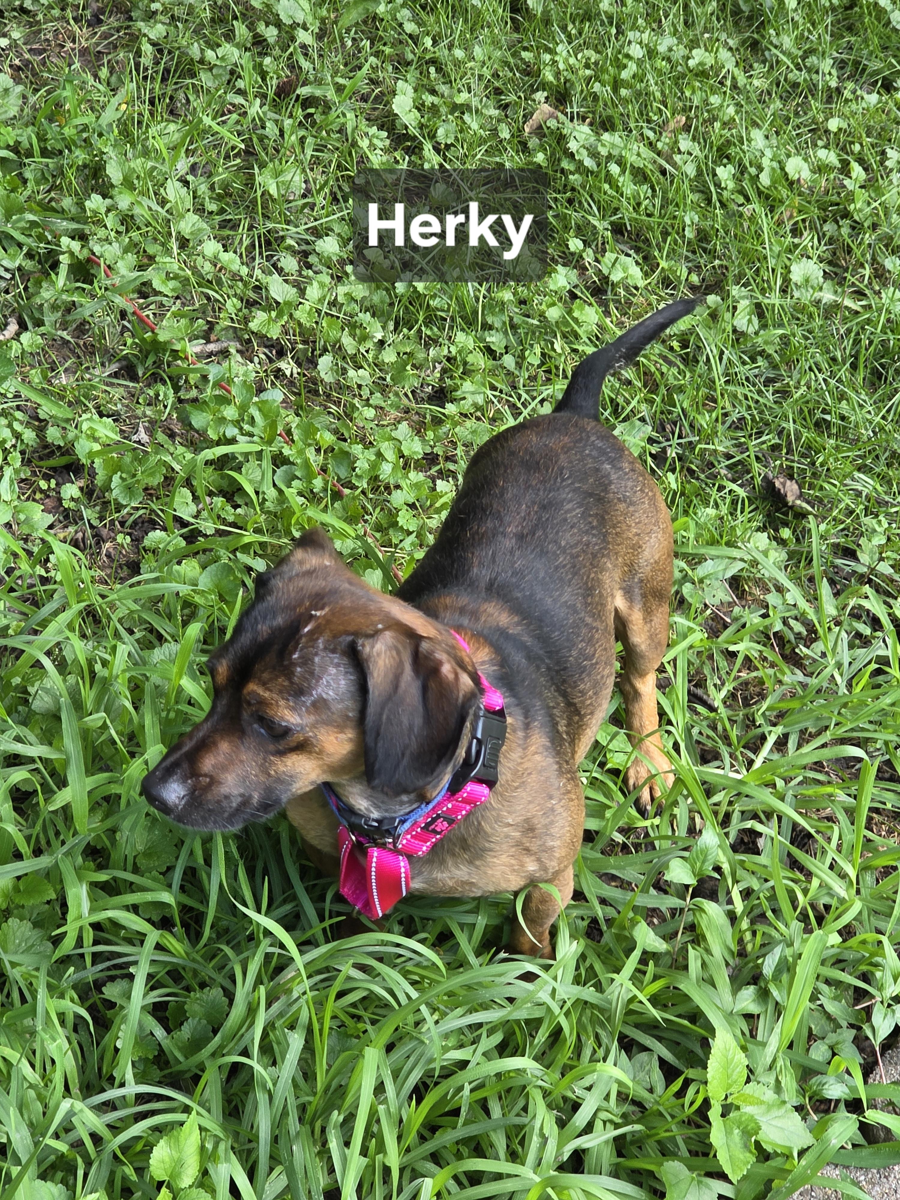 Enlarge Herky, a Adoptable Chiweenie in Wever, IA image 3/6