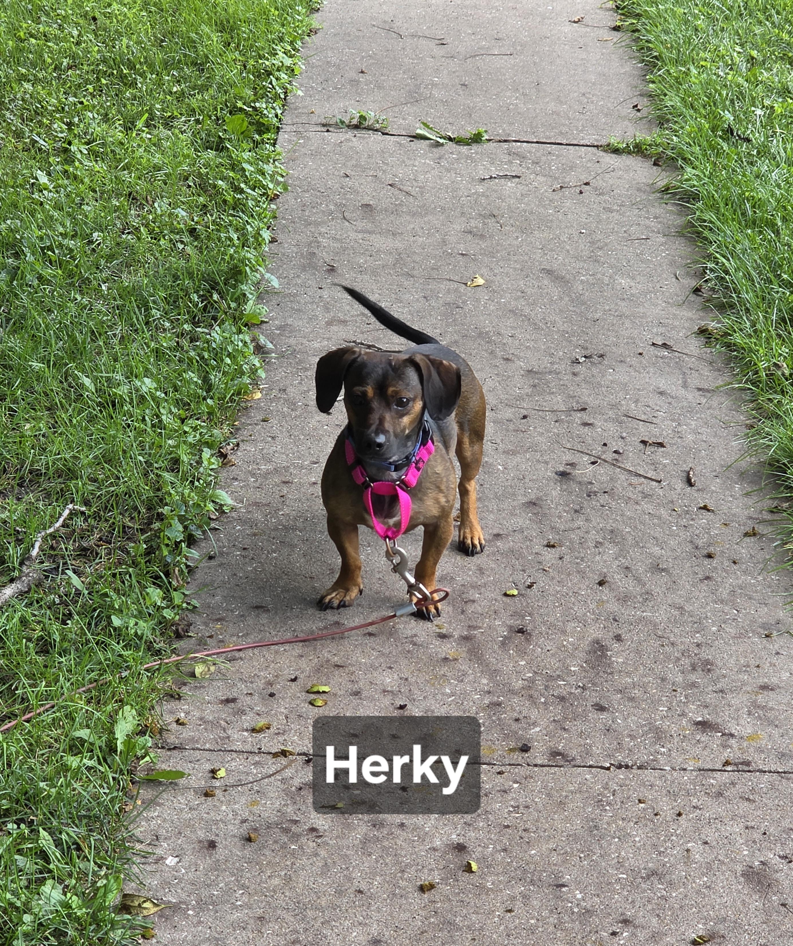 Enlarge Herky, a Adoptable Chiweenie in Wever, IA image 5/6