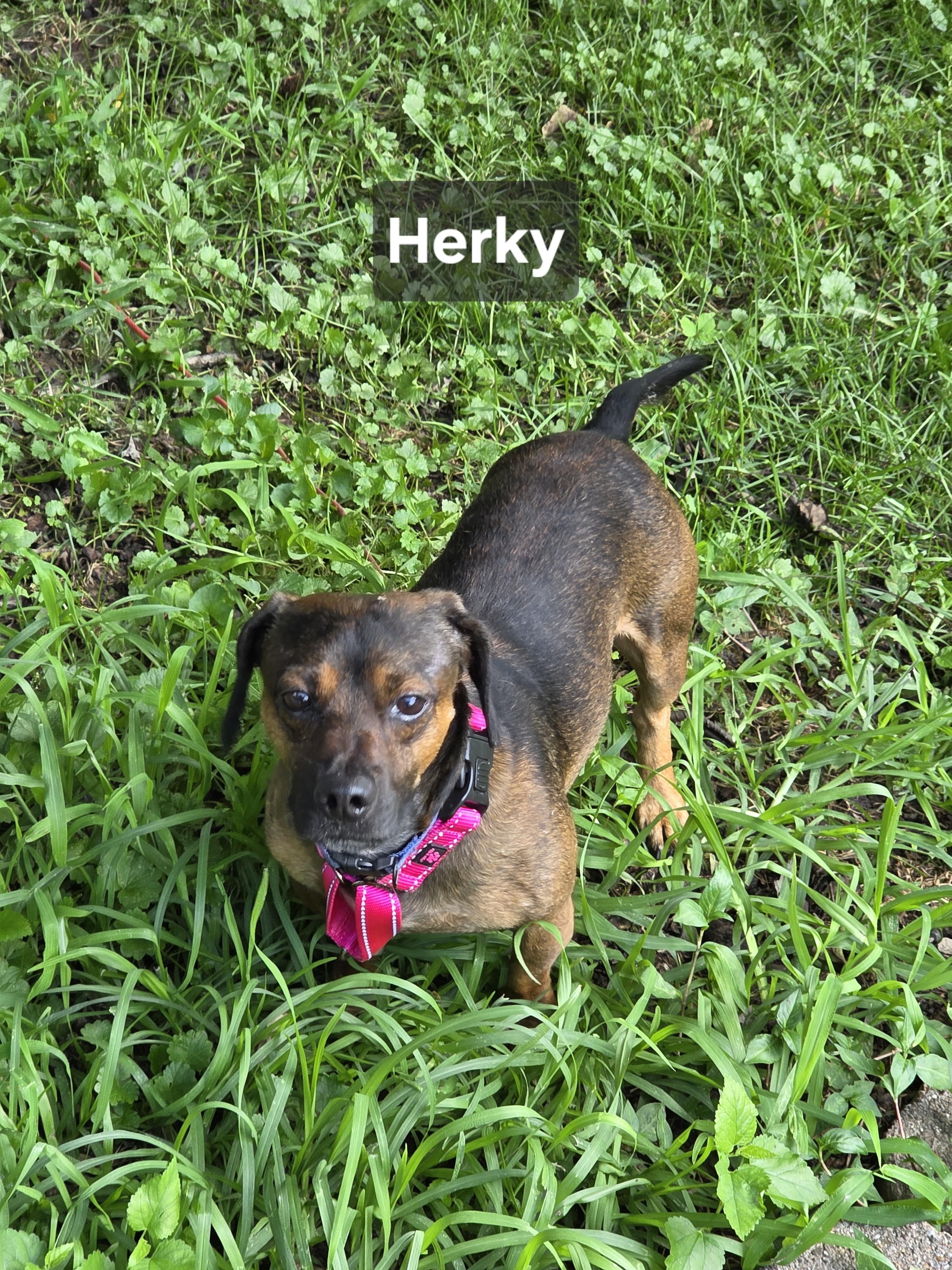 Enlarge Herky, a Adoptable Chiweenie in Wever, IA image 1/6
