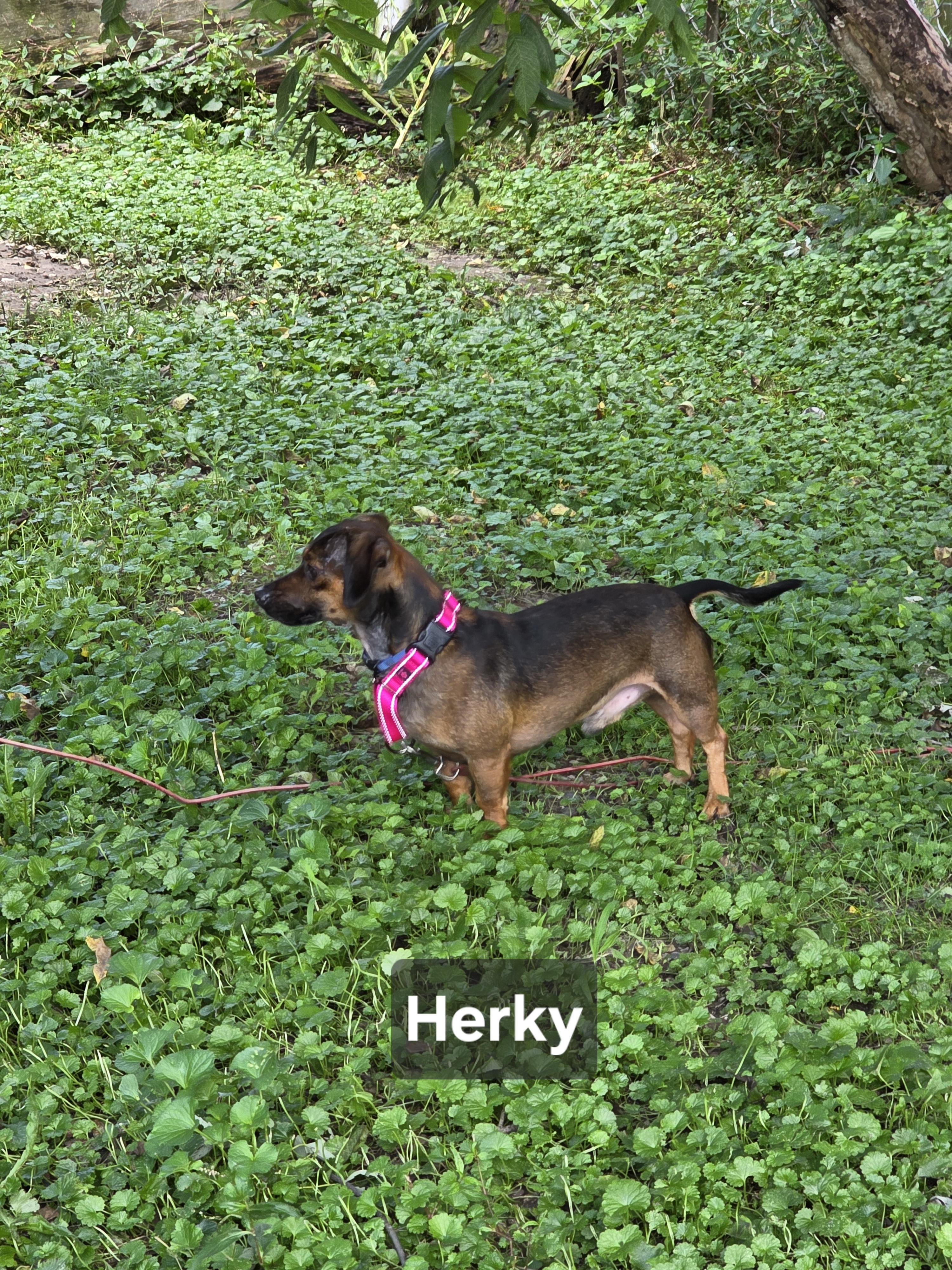 Enlarge Herky, a Adoptable Chiweenie in Wever, IA image 4/6