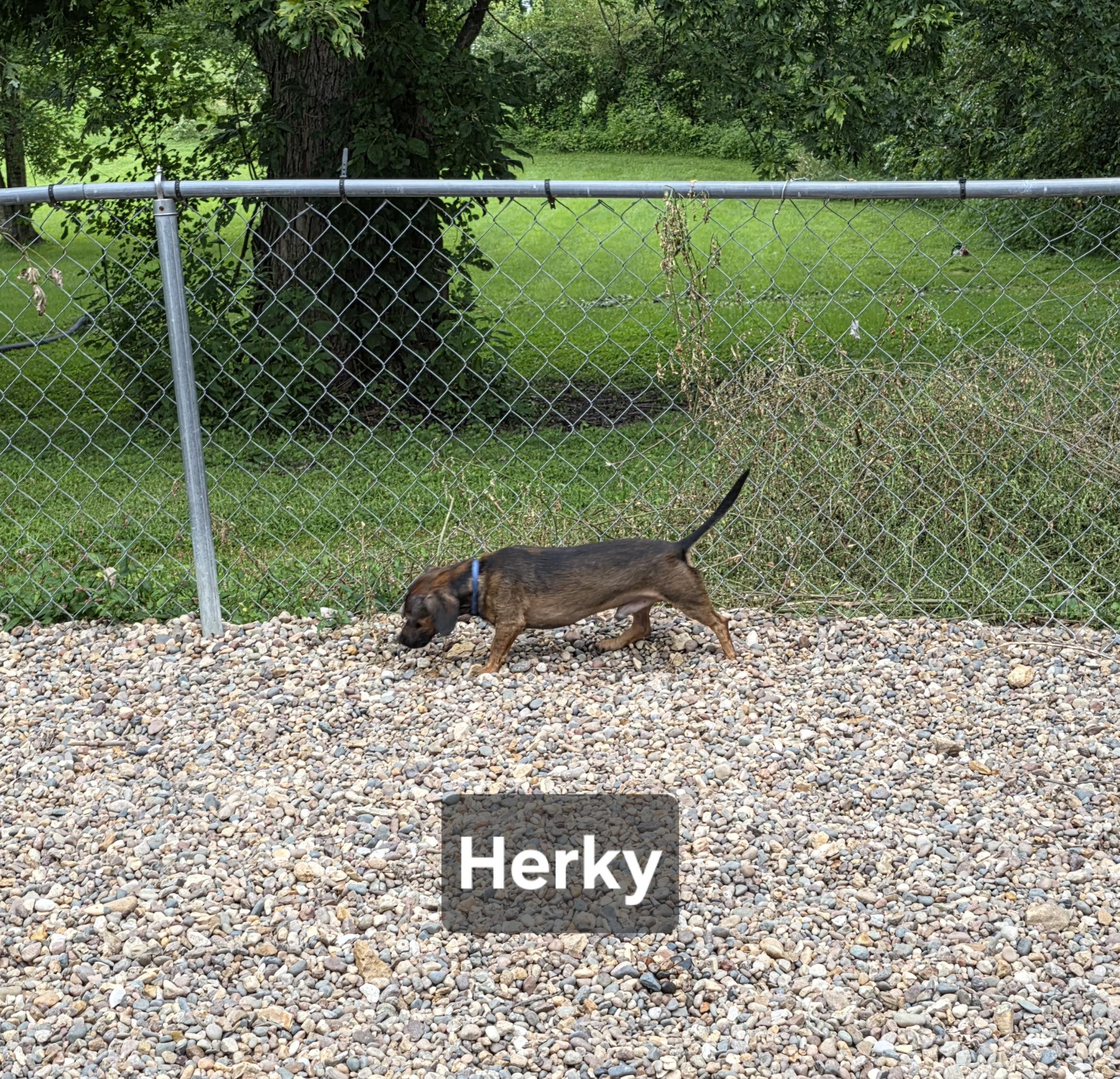 Enlarge Herky, a Adoptable Chiweenie in Wever, IA image 2/6