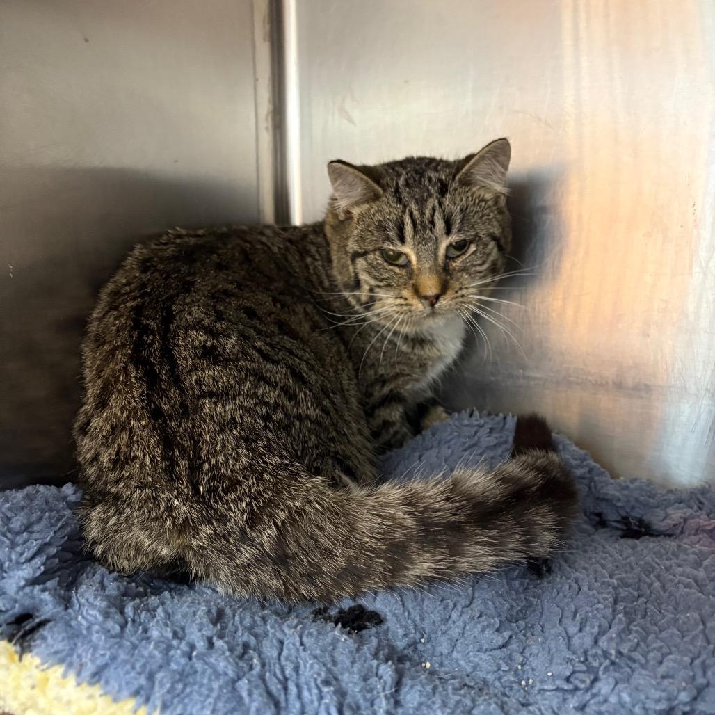 Pumbaa, ADOPTABLE, Young Male Domestic Short Hair.