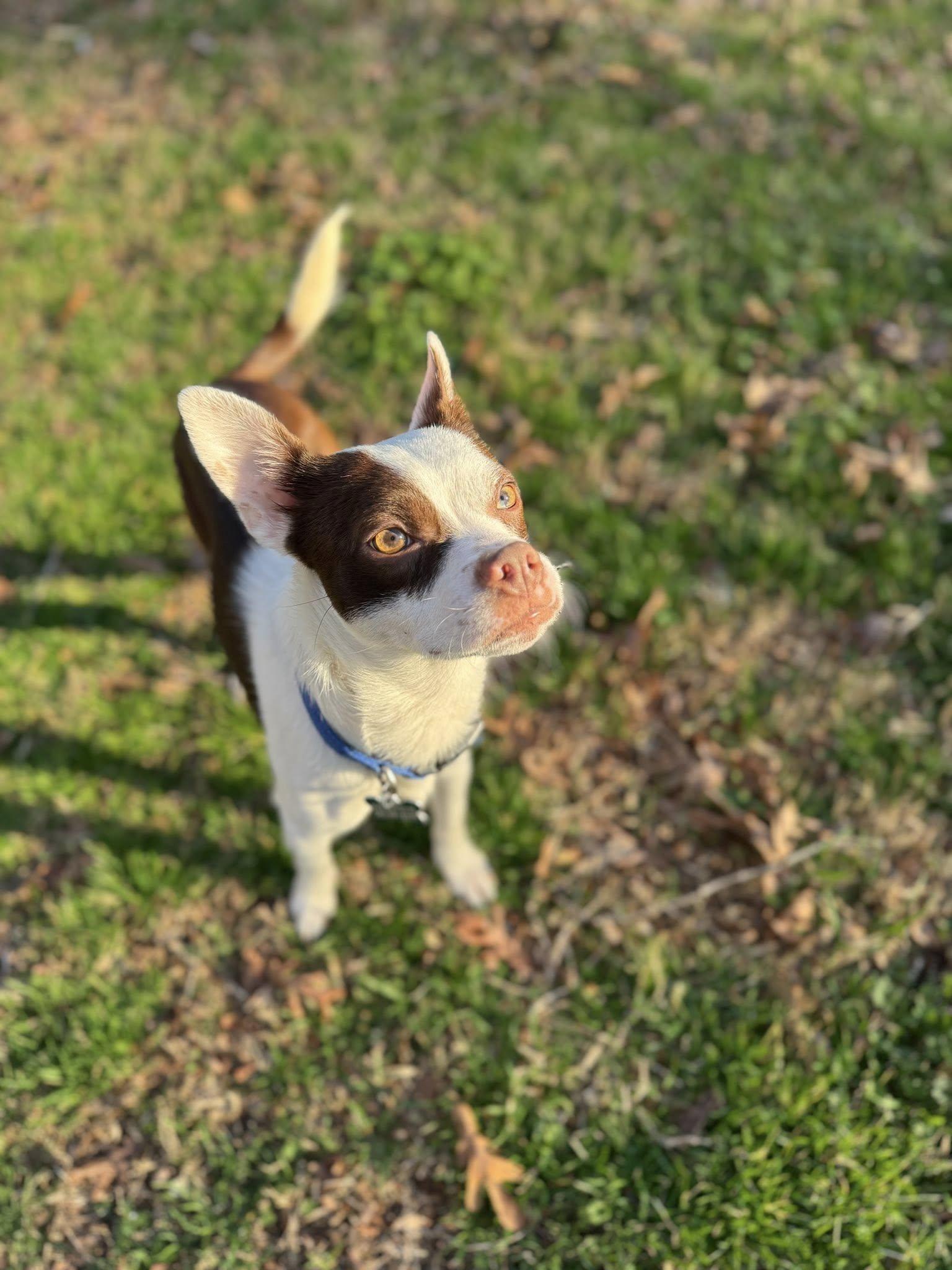 Enlarge Reid, a ADOPTABLE mixed breed in East Point, GA image 1/5