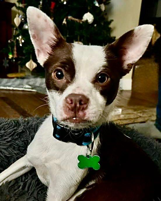 Enlarge Reid, a ADOPTABLE mixed breed in East Point, GA image 5/5