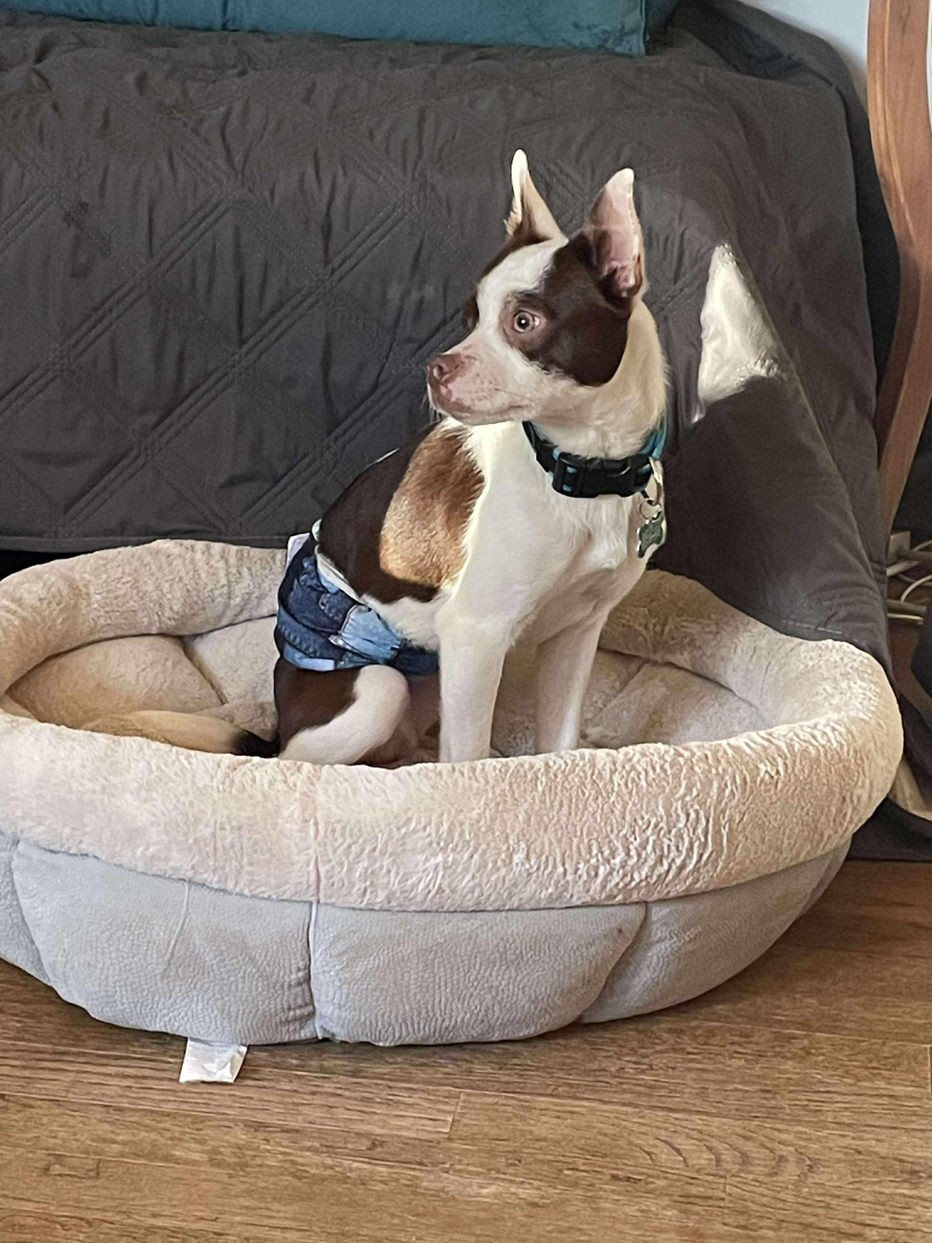 Enlarge Reid, a ADOPTABLE mixed breed in East Point, GA image 3/5