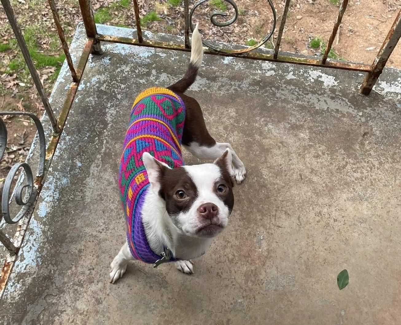 Enlarge Reid, a ADOPTABLE mixed breed in East Point, GA image 4/5