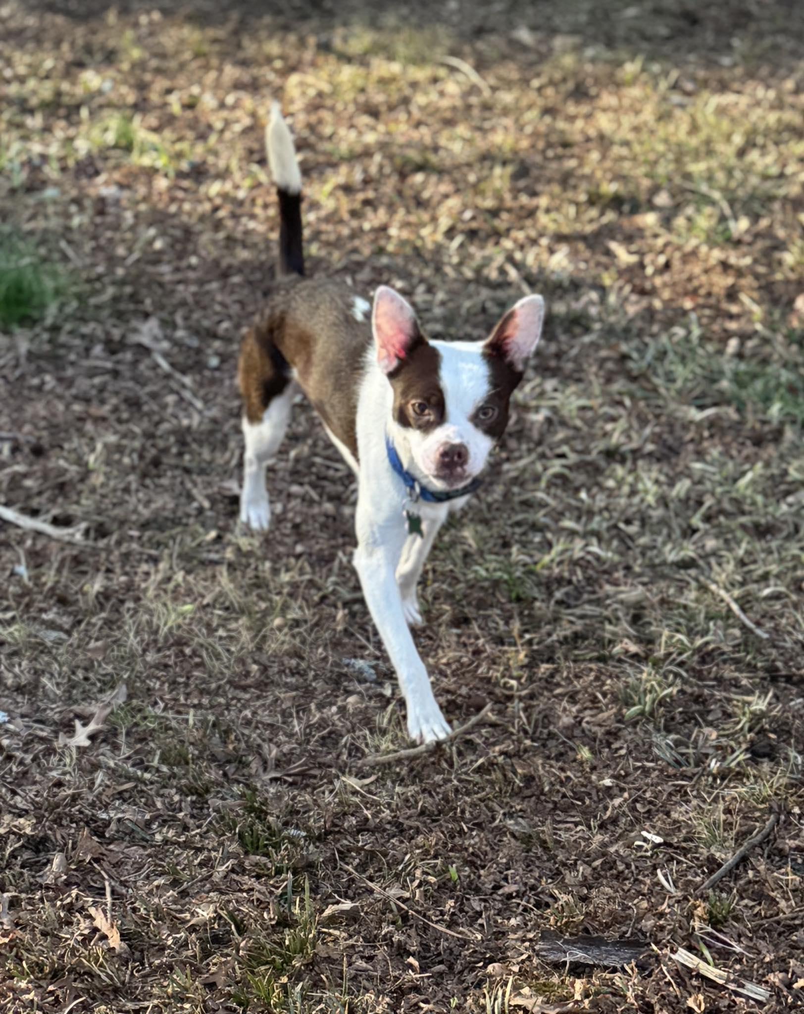 Enlarge Reid, a ADOPTABLE mixed breed in East Point, GA image 2/5