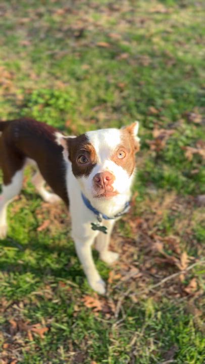 Enlarge Reid, a ADOPTABLE mixed breed in East Point, GA video 2/6