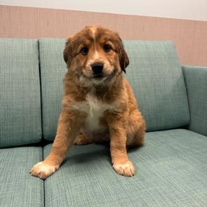 Enlarge Caribou, a Adoptable mixed breed in Lindenhurst, NY image 1/1