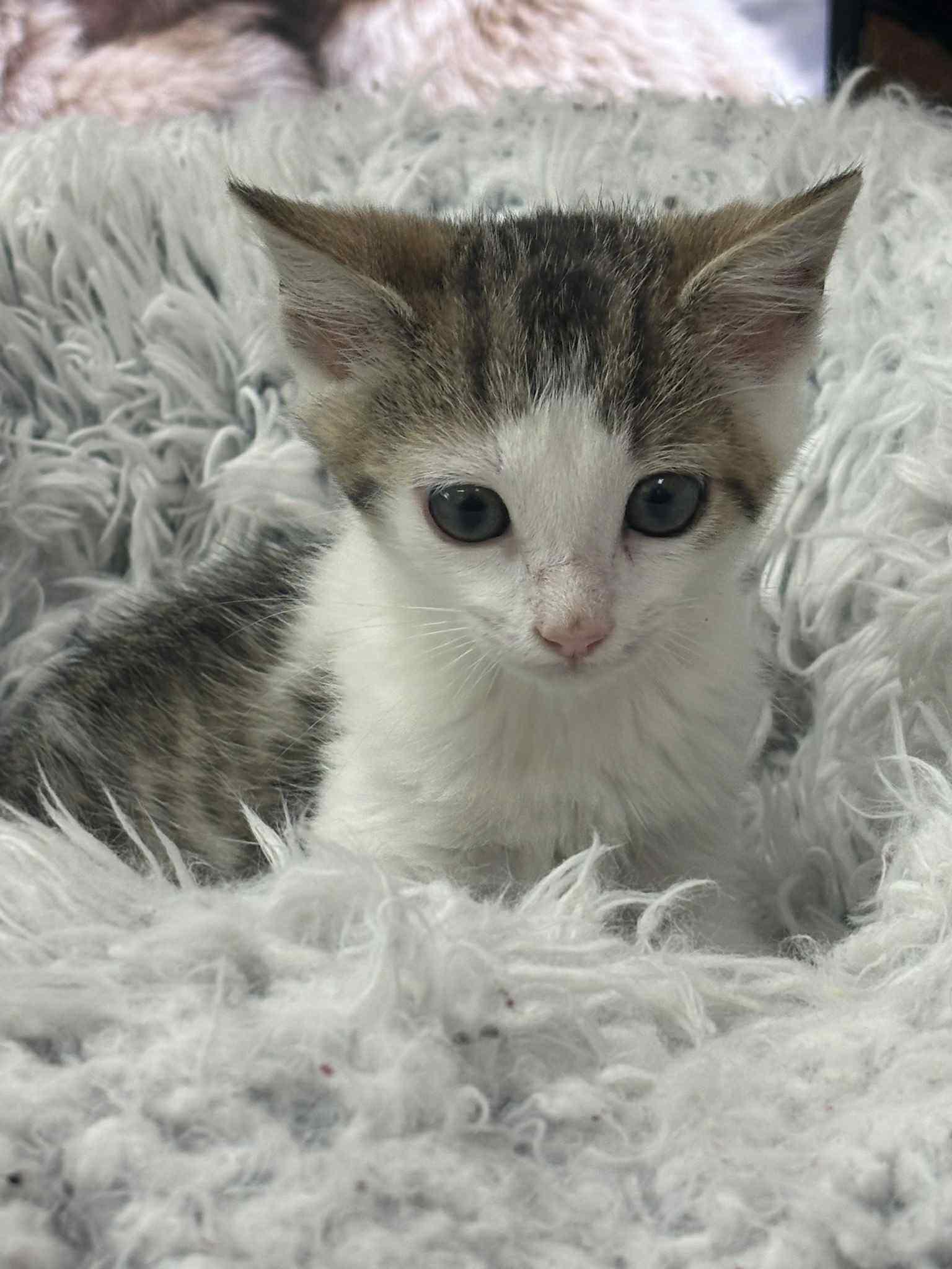 Springer, Baby Male Domestic Short Hair