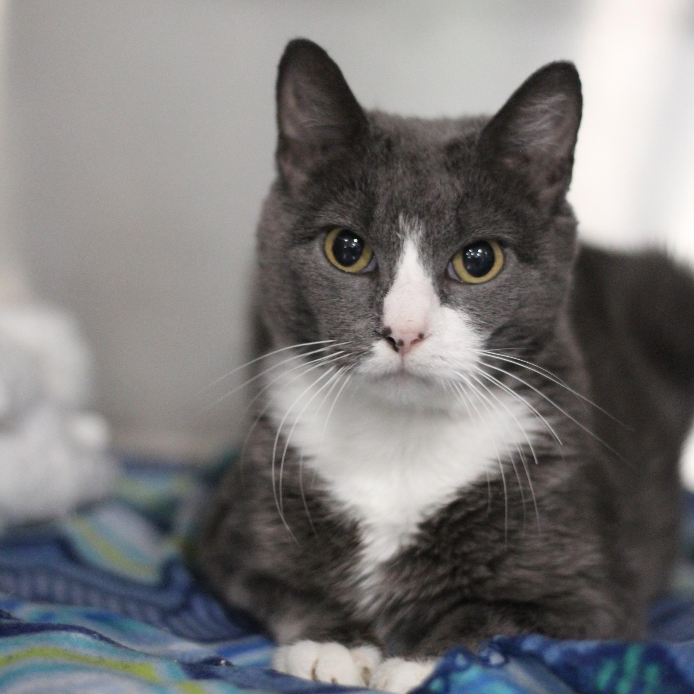 Evil Queen, adopted, Adult Female Domestic Short Hair.