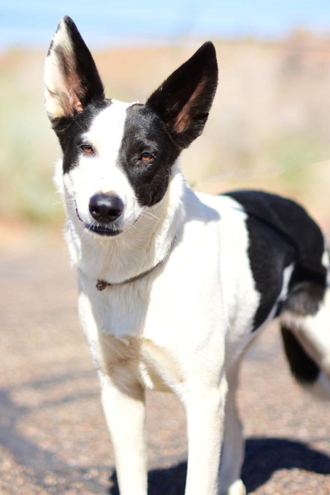 Enlarge Gretta, a Adoptable mixed breed in Page, AZ image 2/6