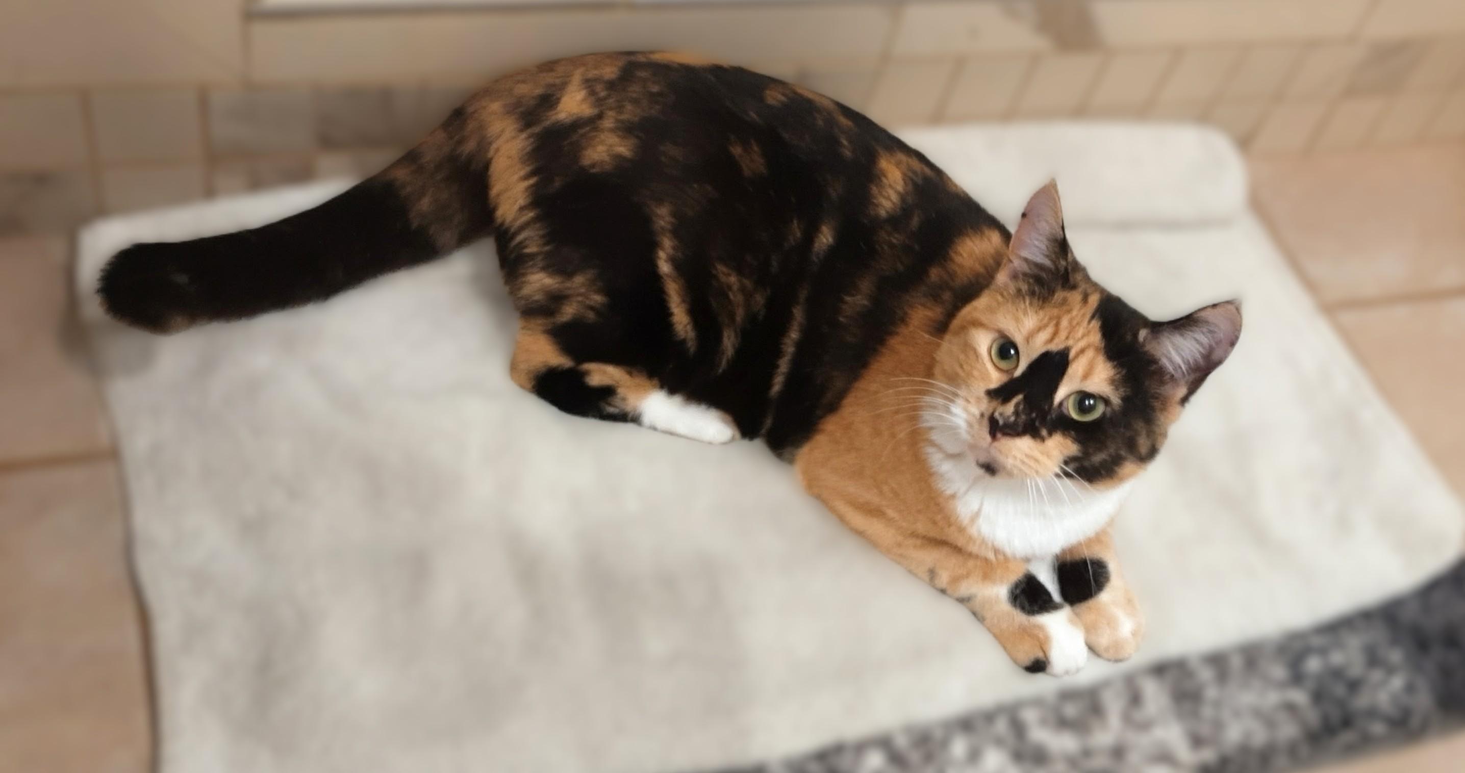 Salsa, ADOPTABLE, Adult Female Calico.