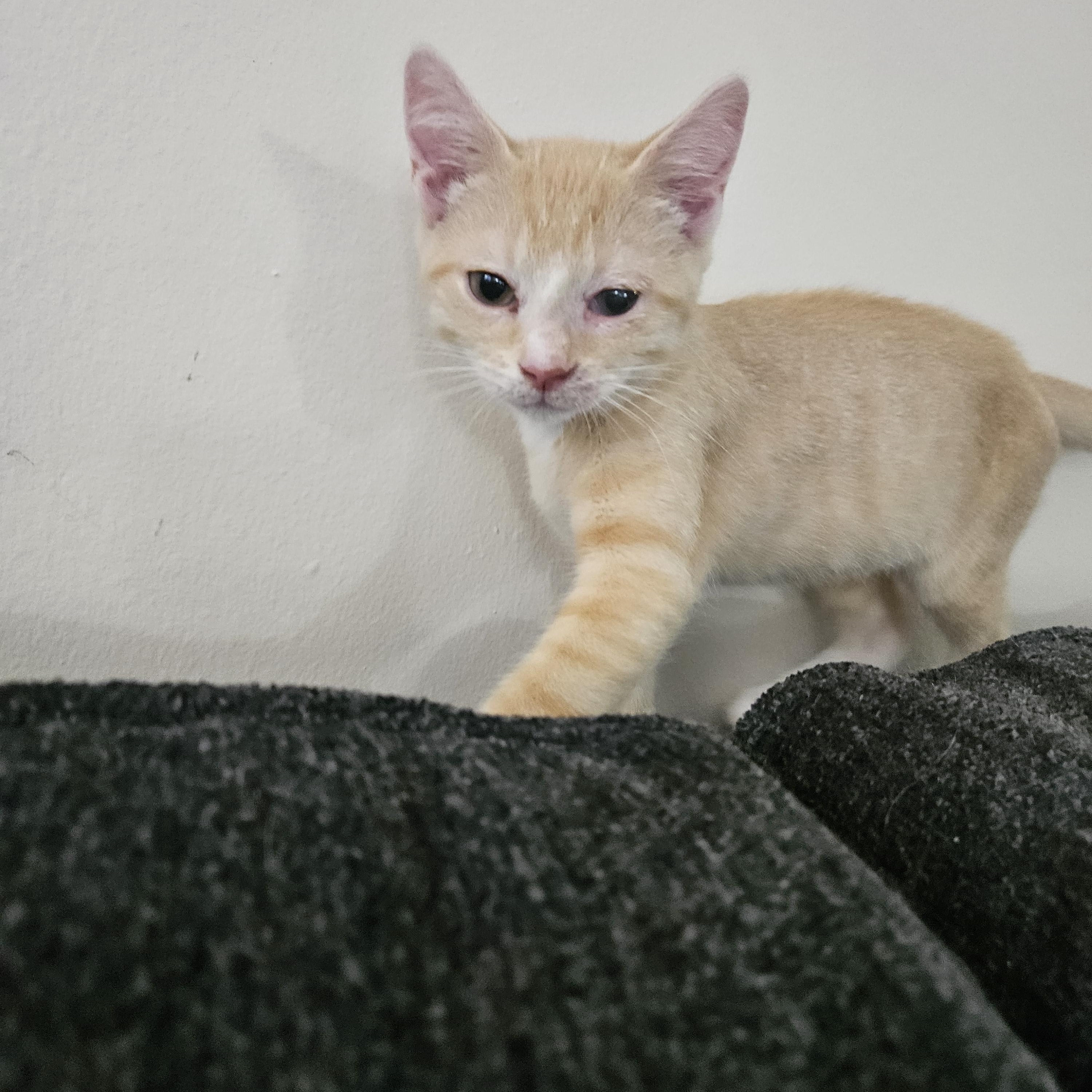 Colonel Mustard & Professor Plum - sweet and playful pals! photo 6