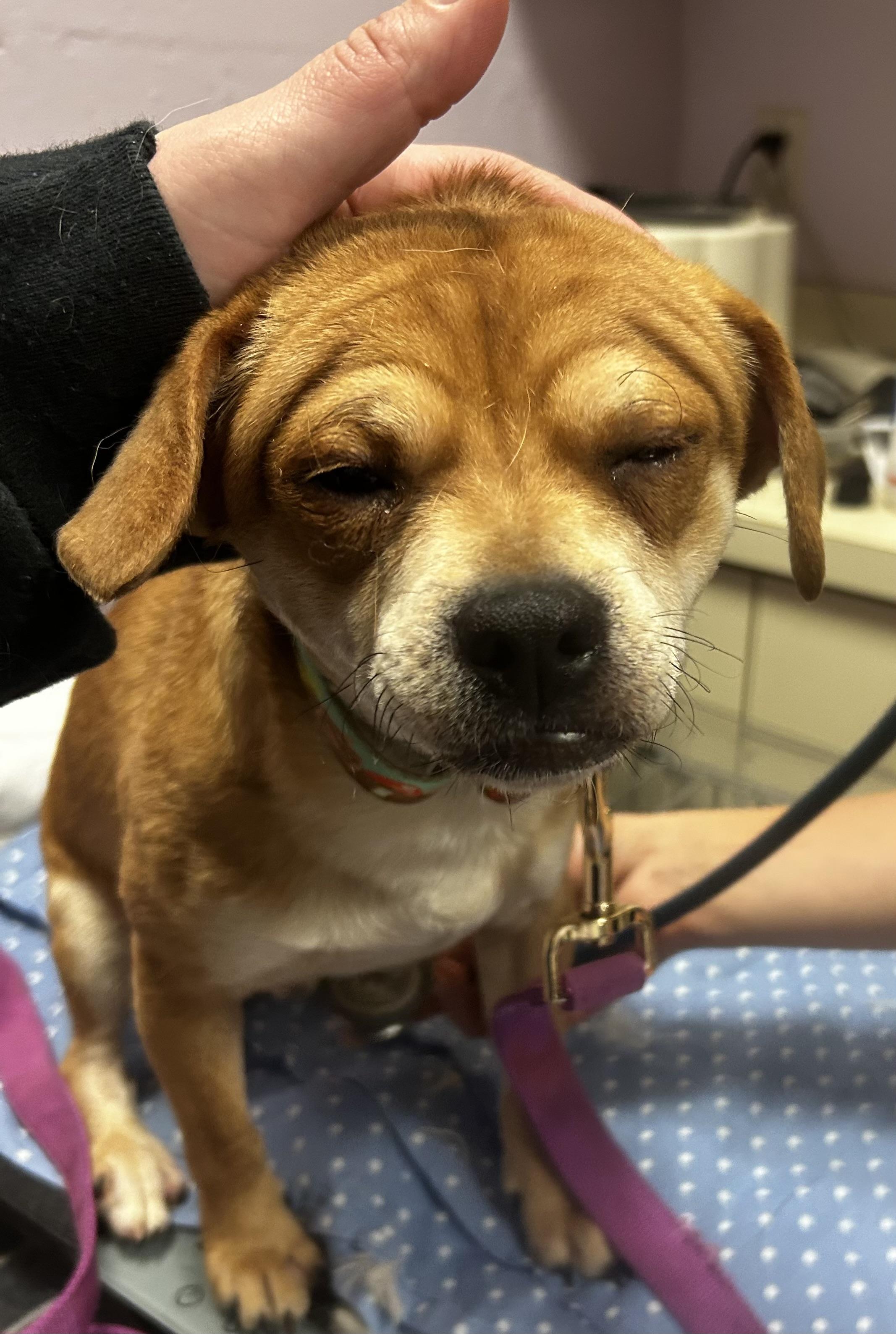 Enlarge Ziggy, a ADOPTABLE mixed breed in Oak Ridge, NJ image 5/5