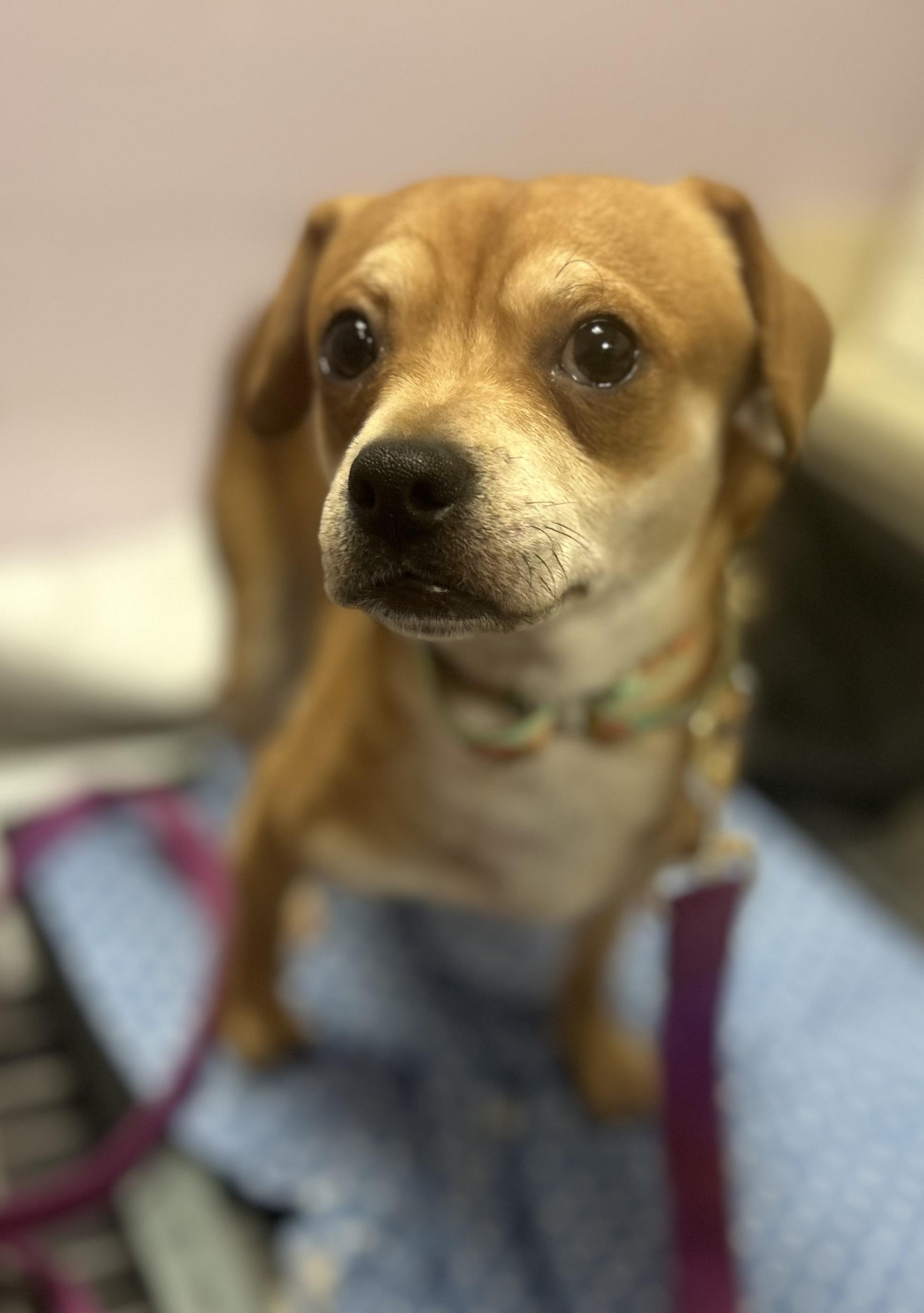 Enlarge Ziggy, a ADOPTABLE mixed breed in Oak Ridge, NJ image 3/5