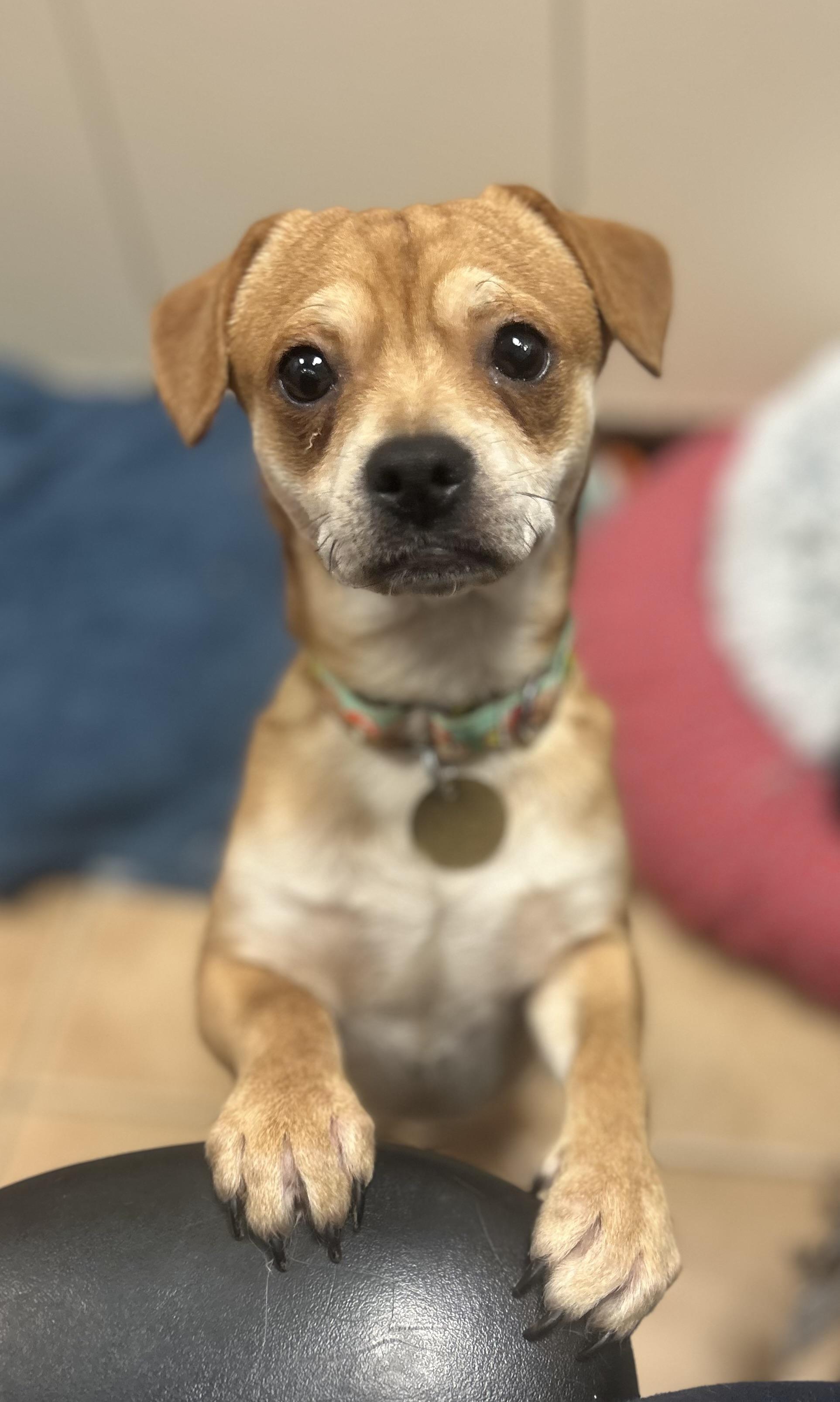 Enlarge Ziggy, a ADOPTABLE mixed breed in Oak Ridge, NJ image 1/5