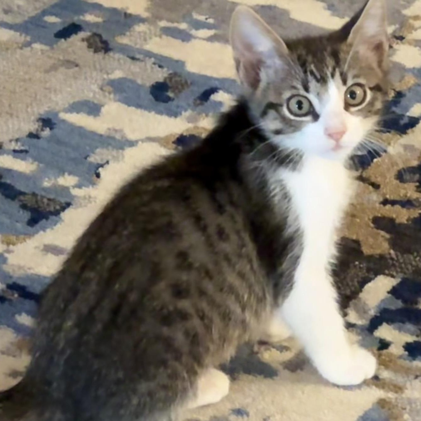 Spearow Miller, Adoptable, Kitten Male Domestic Short Hair & Tabby.