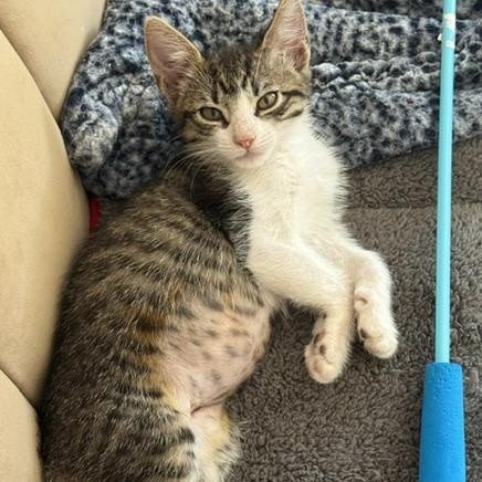 Enlarge Spearow Miller, a Adoptable mixed breed in Denver, CO image 3/4