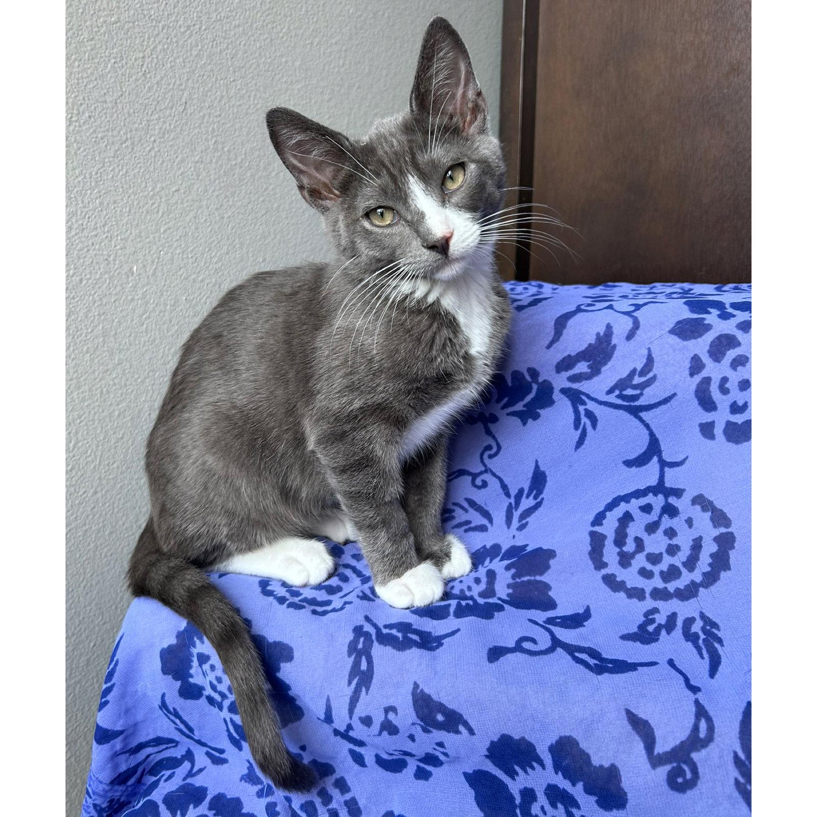 Zukko, Adoptable, Kitten Male Russian Blue & Tabby.