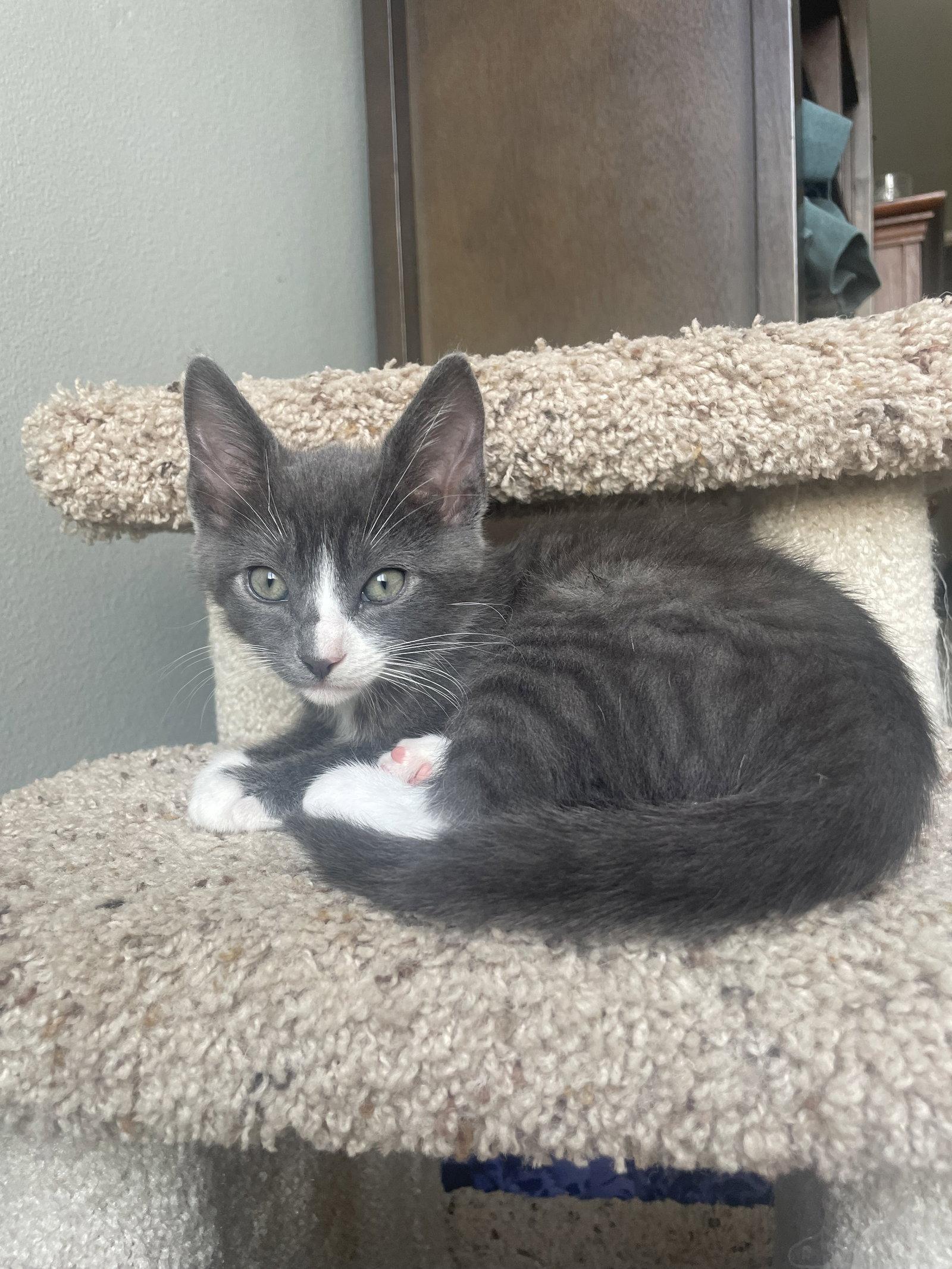 Enlarge Zukko, a Adoptable mixed breed in Temecula, CA image 3/3