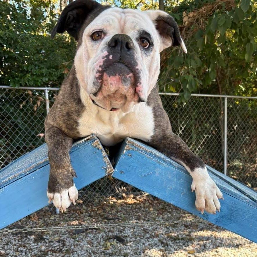 Sassy, Adoptable, Adult Female English Bulldog.