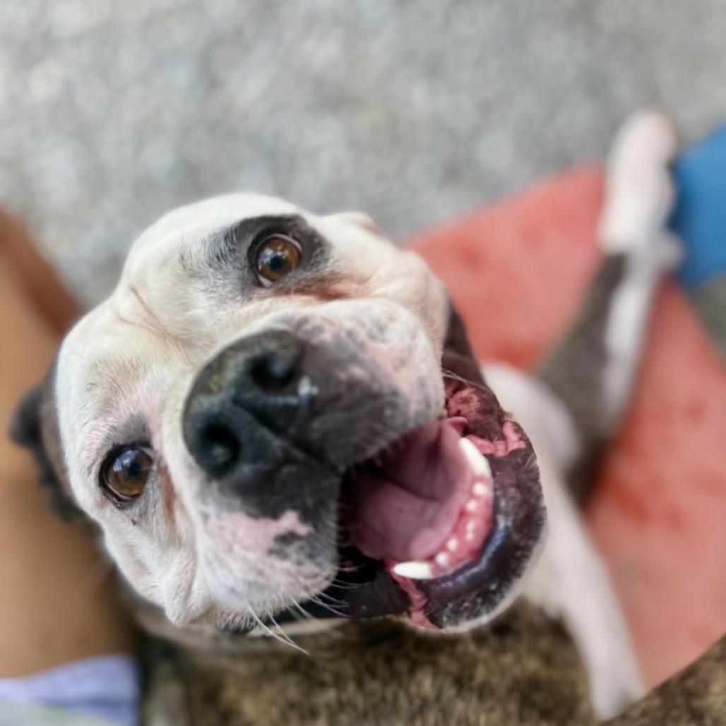 Sassy, Adoptable, Adult Female English Bulldog.