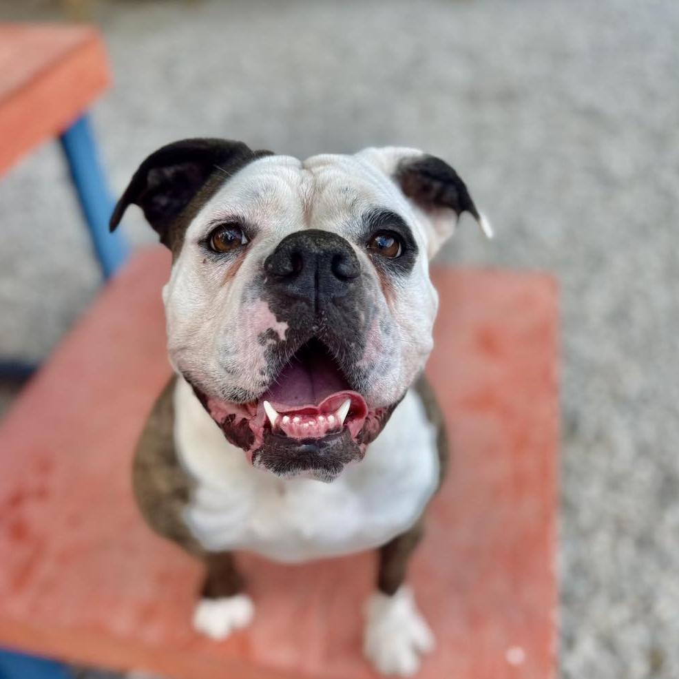 Sassy, a Adoptable English Bulldog in Auburn, AL image 3/3
