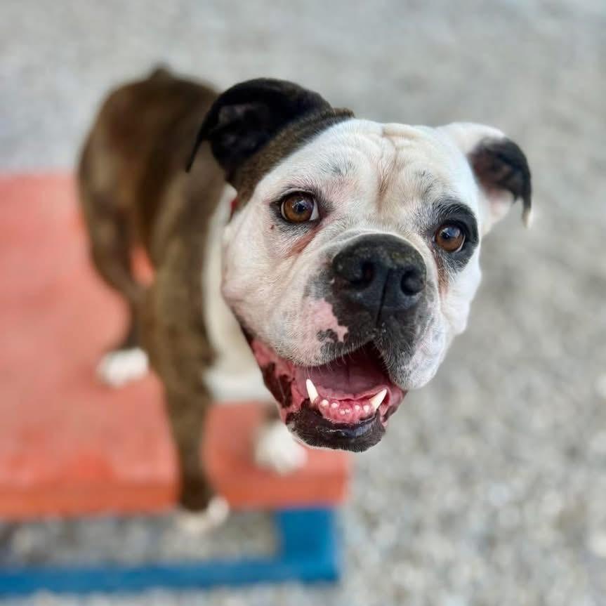 Enlarge Sassy, a Adoptable English Bulldog in Auburn, AL image 5/5