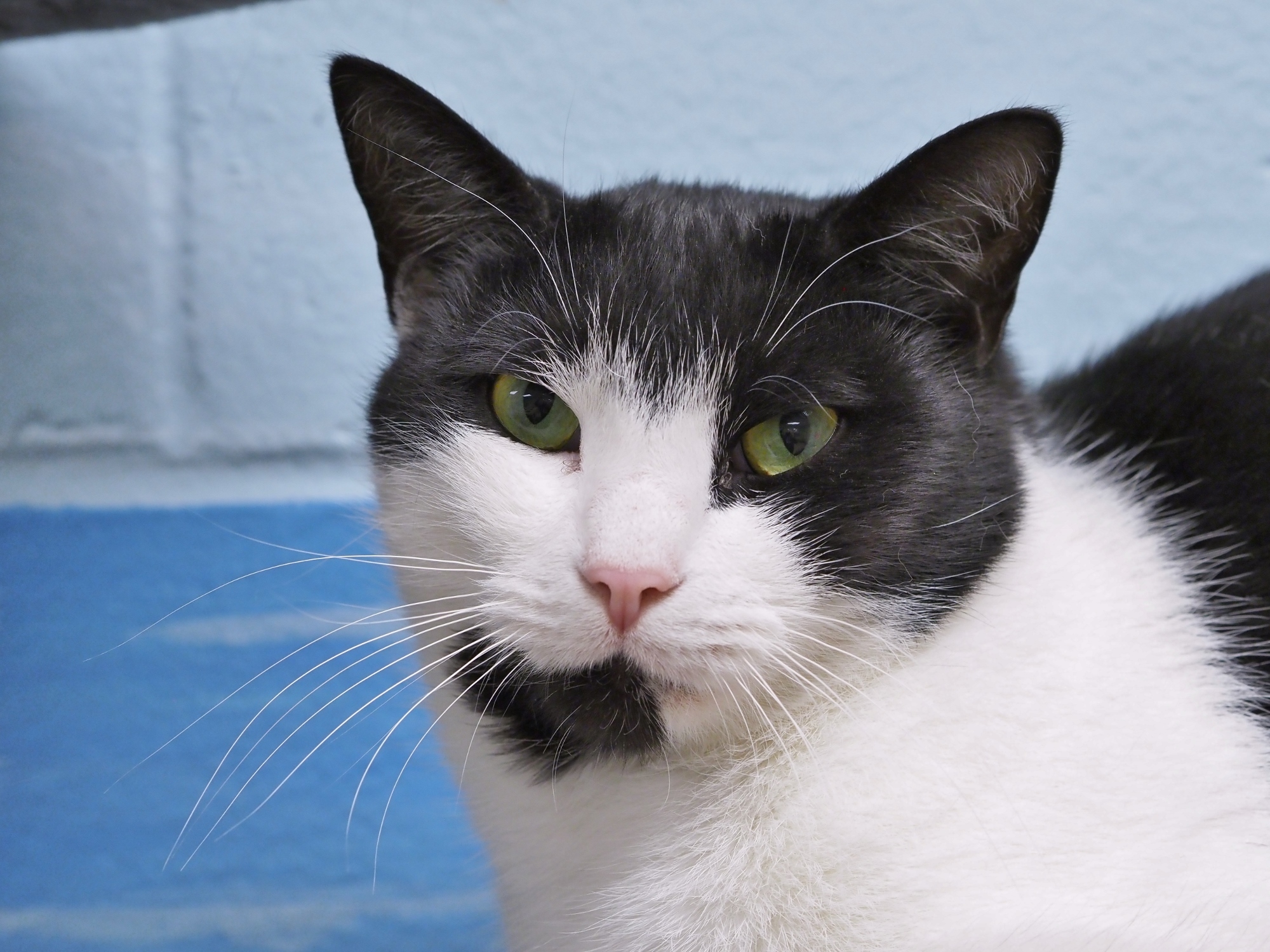 Jagger the BARN CAT photo 6