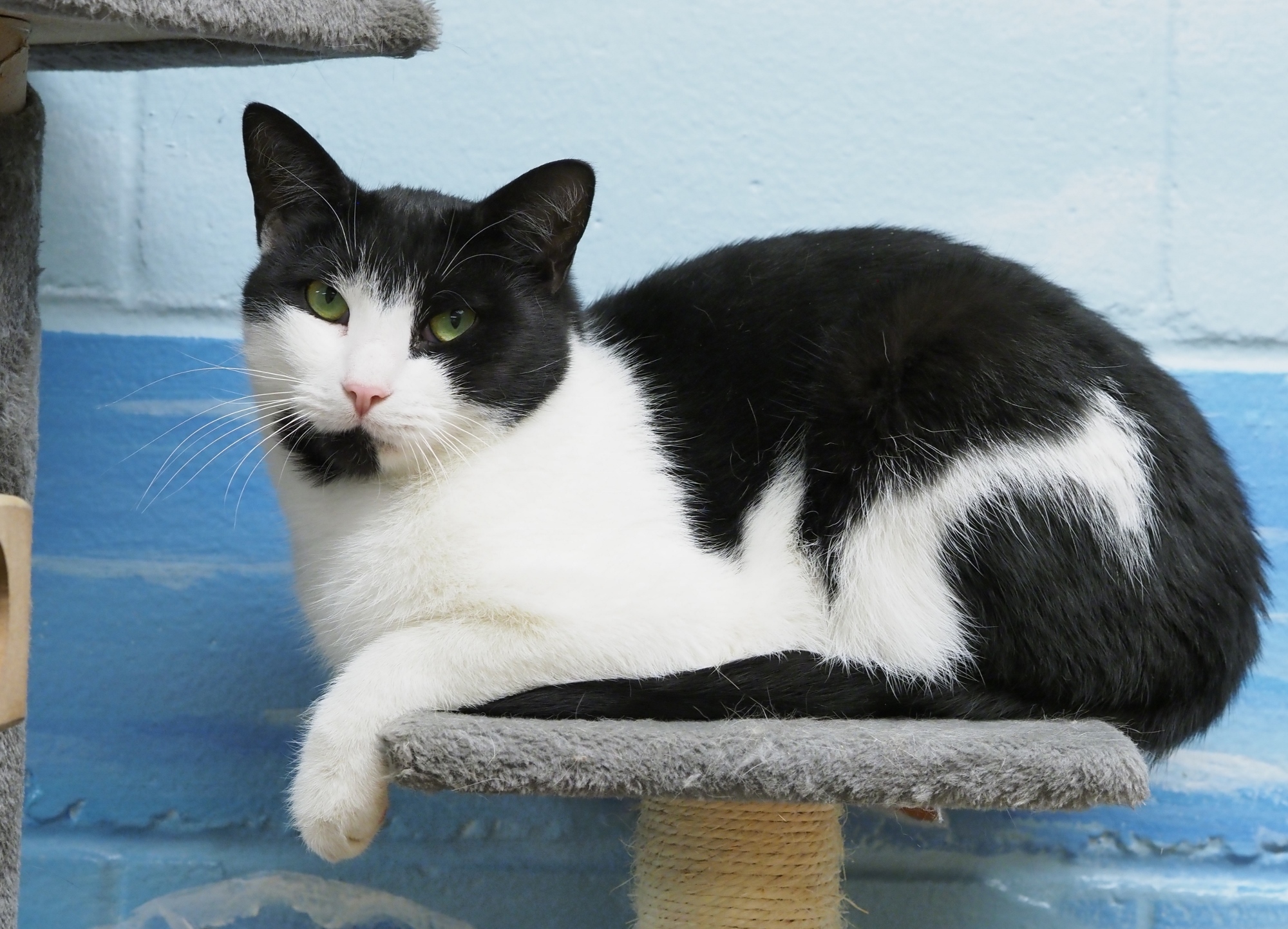 Jagger the BARN CAT photo 4