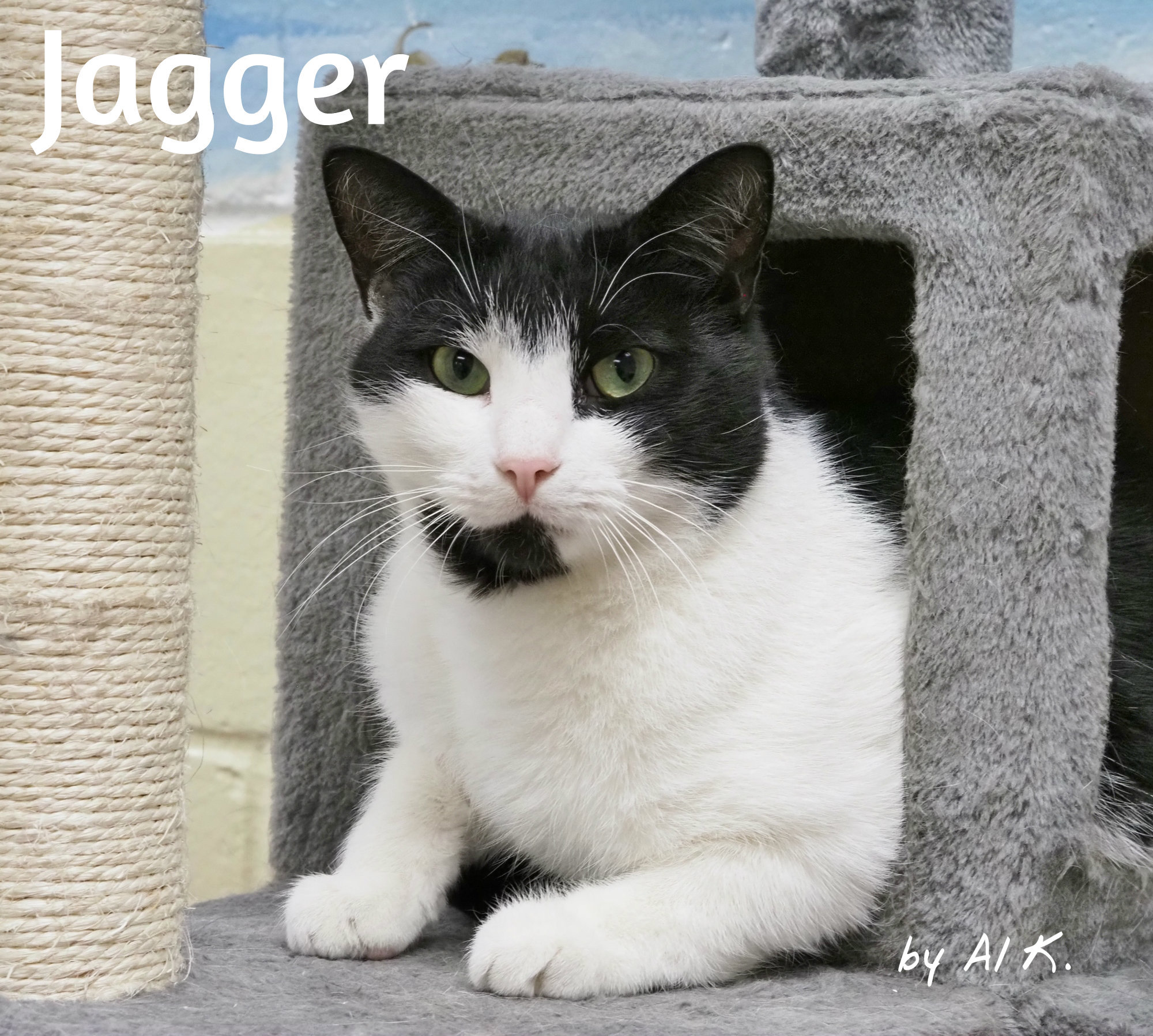 Jagger the BARN CAT, Young Male unknown