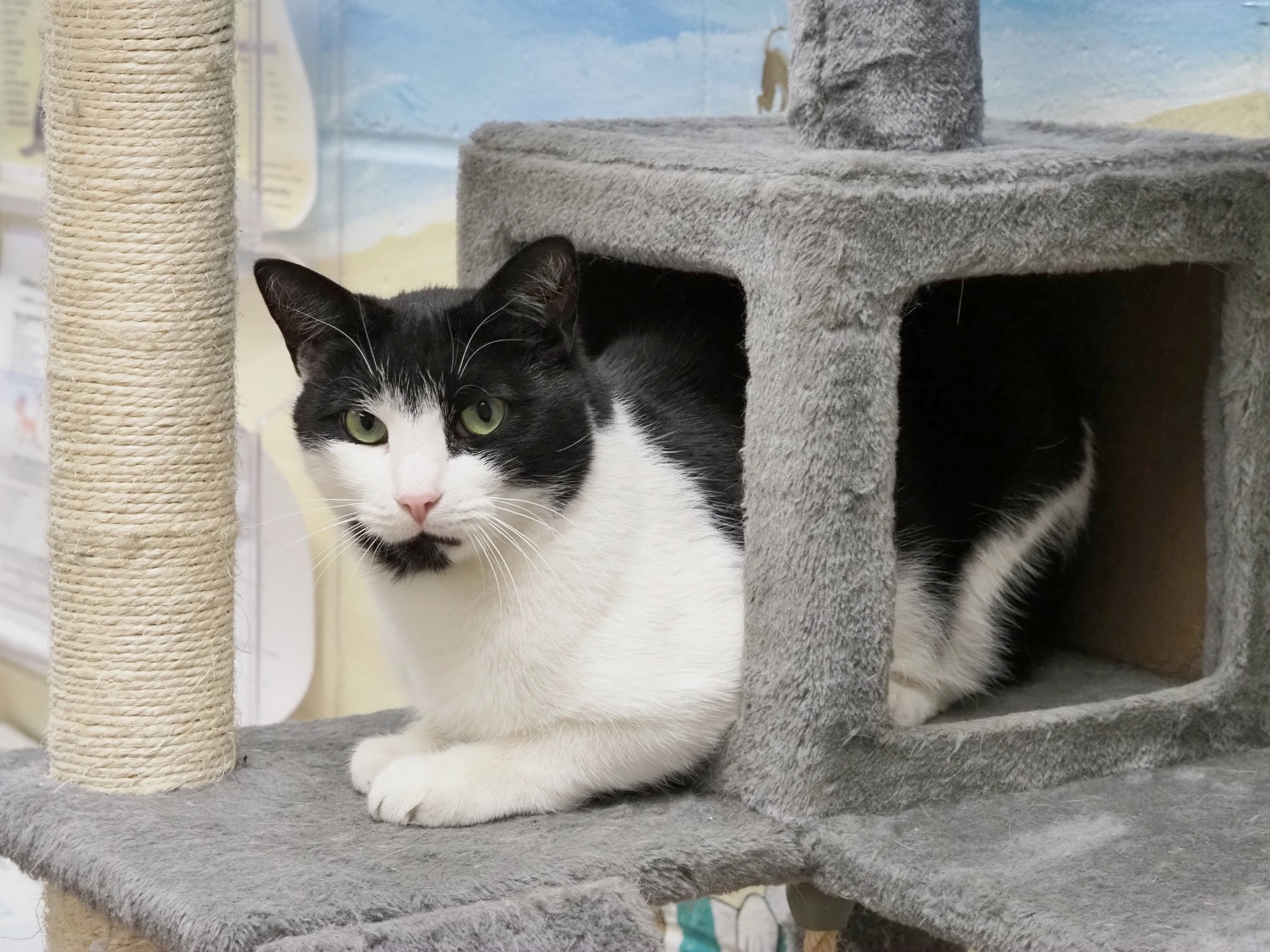 Jagger the BARN CAT photo 3